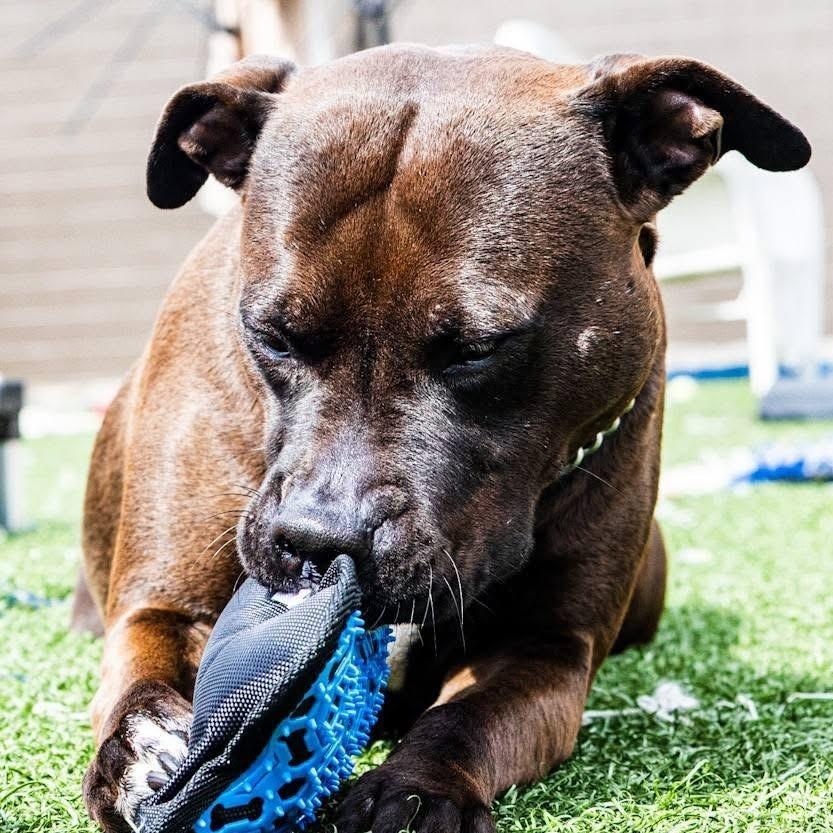 Enlarge Cocoa, a Adoptable mixed breed in Gainesville, GA image 2/3