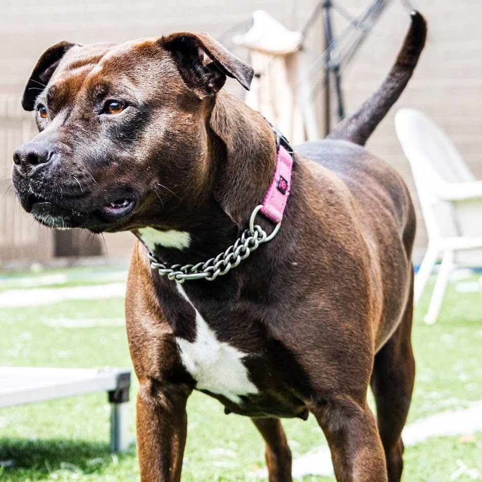 Enlarge Cocoa, a Adoptable mixed breed in Gainesville, GA image 3/3
