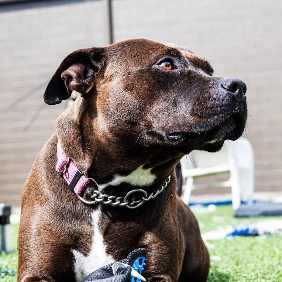 Enlarge Cocoa, a Adoptable mixed breed in Gainesville, GA image 1/3
