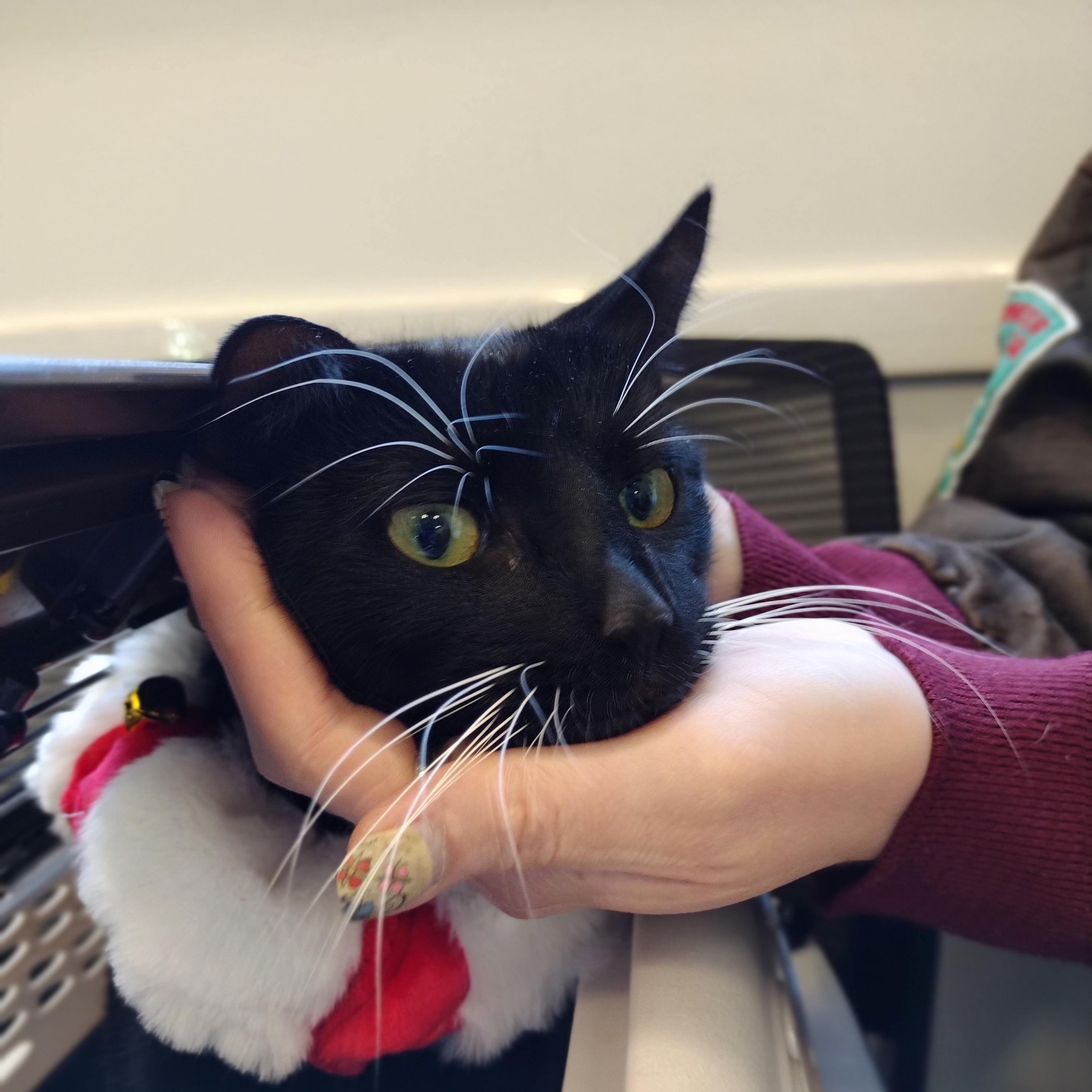 Hail Mary aka Midnite, ADOPTABLE, Young Female Domestic Short Hair.