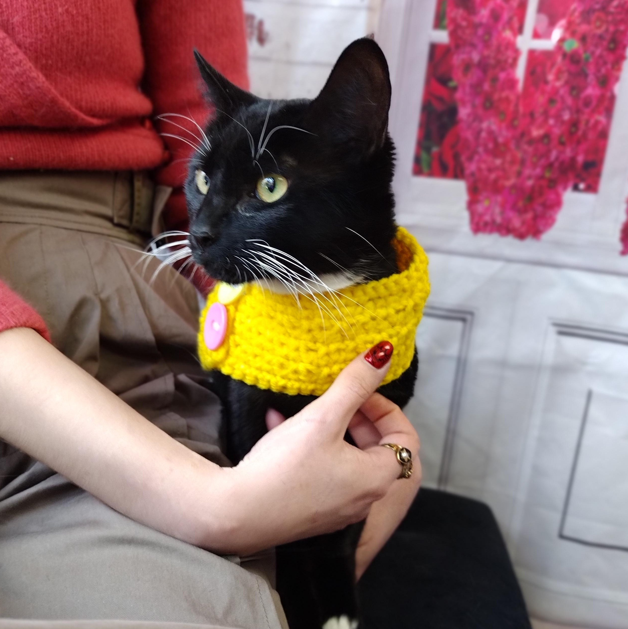 Enlarge Hail Mary aka Midnite, a ADOPTABLE Domestic Short Hair in Brooklyn, NY image 5/6