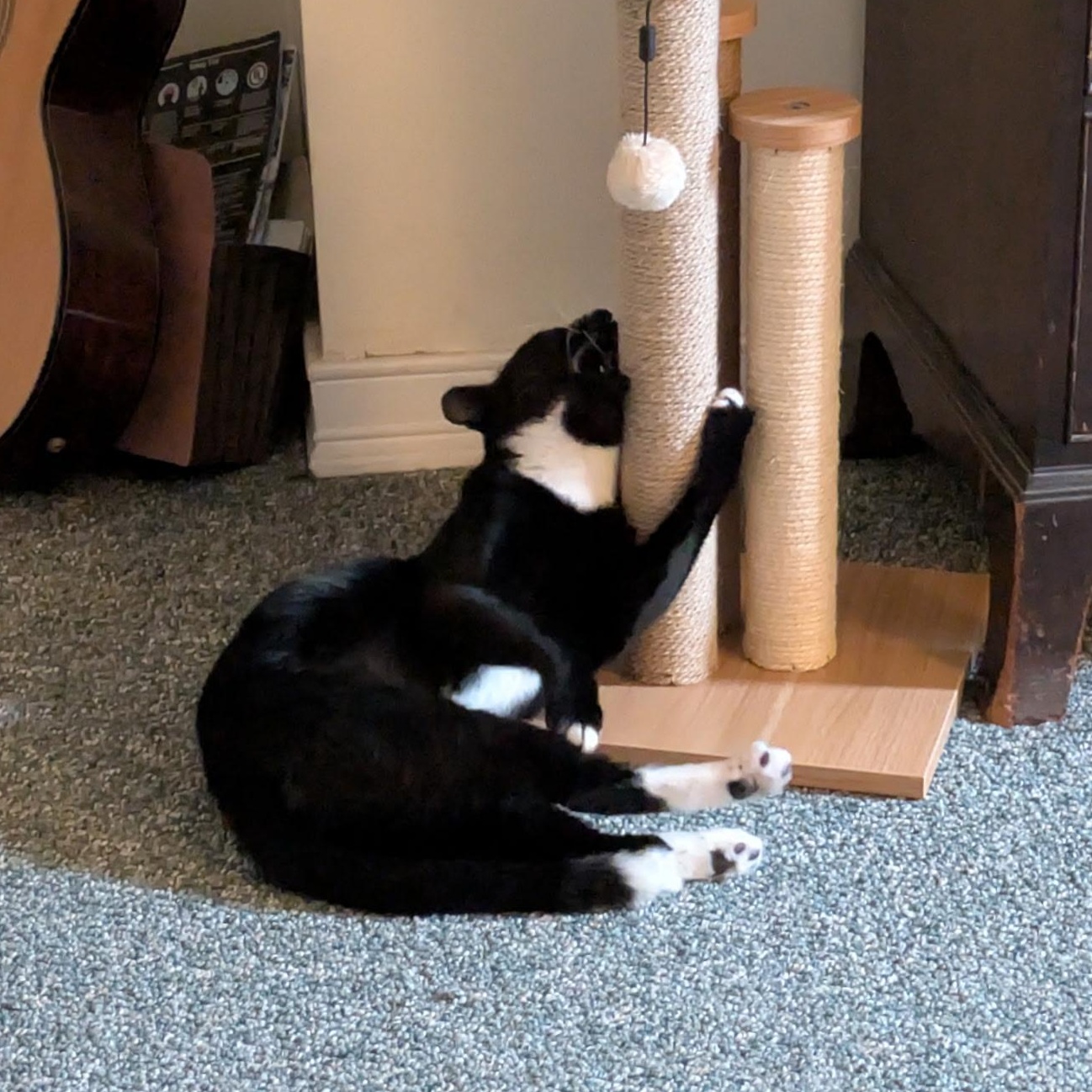 Hail Mary aka Midnite, a ADOPTABLE Domestic Short Hair in Brooklyn, NY image 5/6