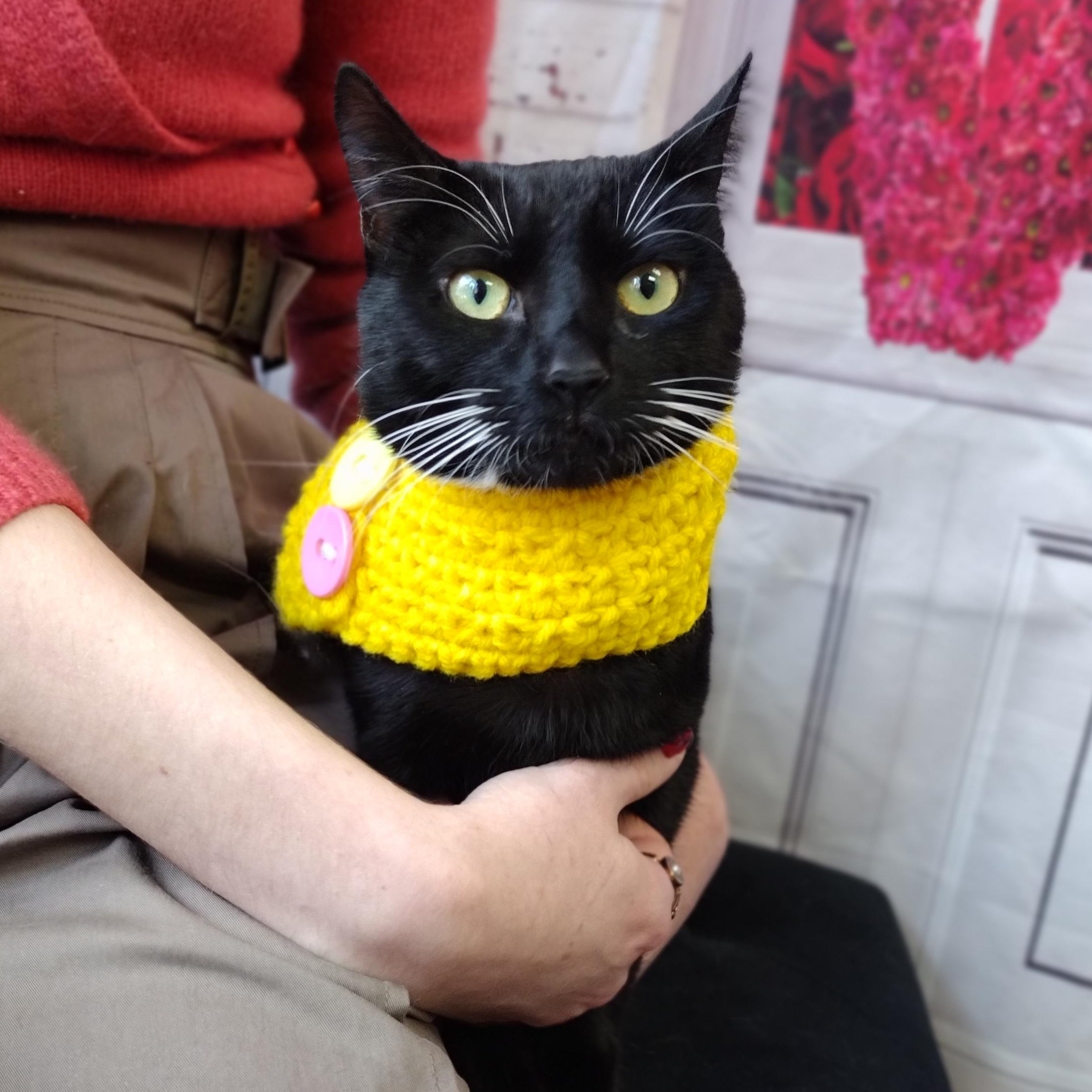 Enlarge Hail Mary aka Midnite, a ADOPTABLE Domestic Short Hair in Brooklyn, NY image 1/6