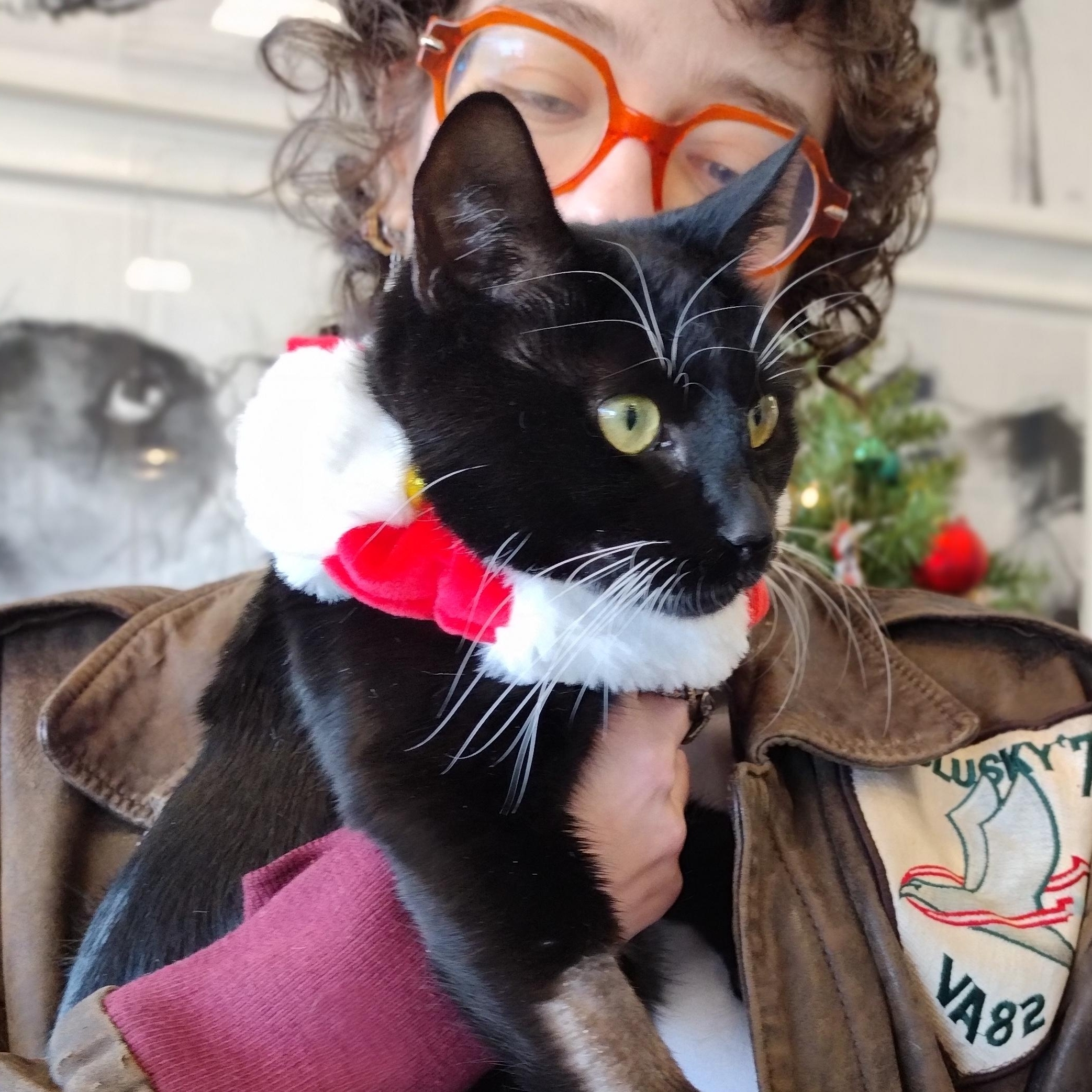 Enlarge Hail Mary aka Midnite, a ADOPTABLE Domestic Short Hair in Brooklyn, NY image 2/2