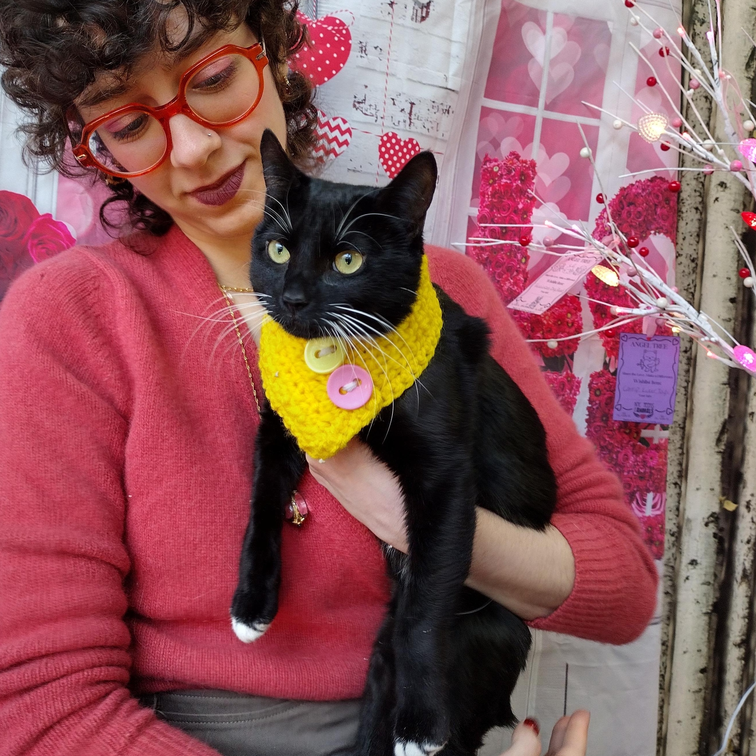 Enlarge Hail Mary aka Midnite, a ADOPTABLE Domestic Short Hair in Brooklyn, NY image 2/6