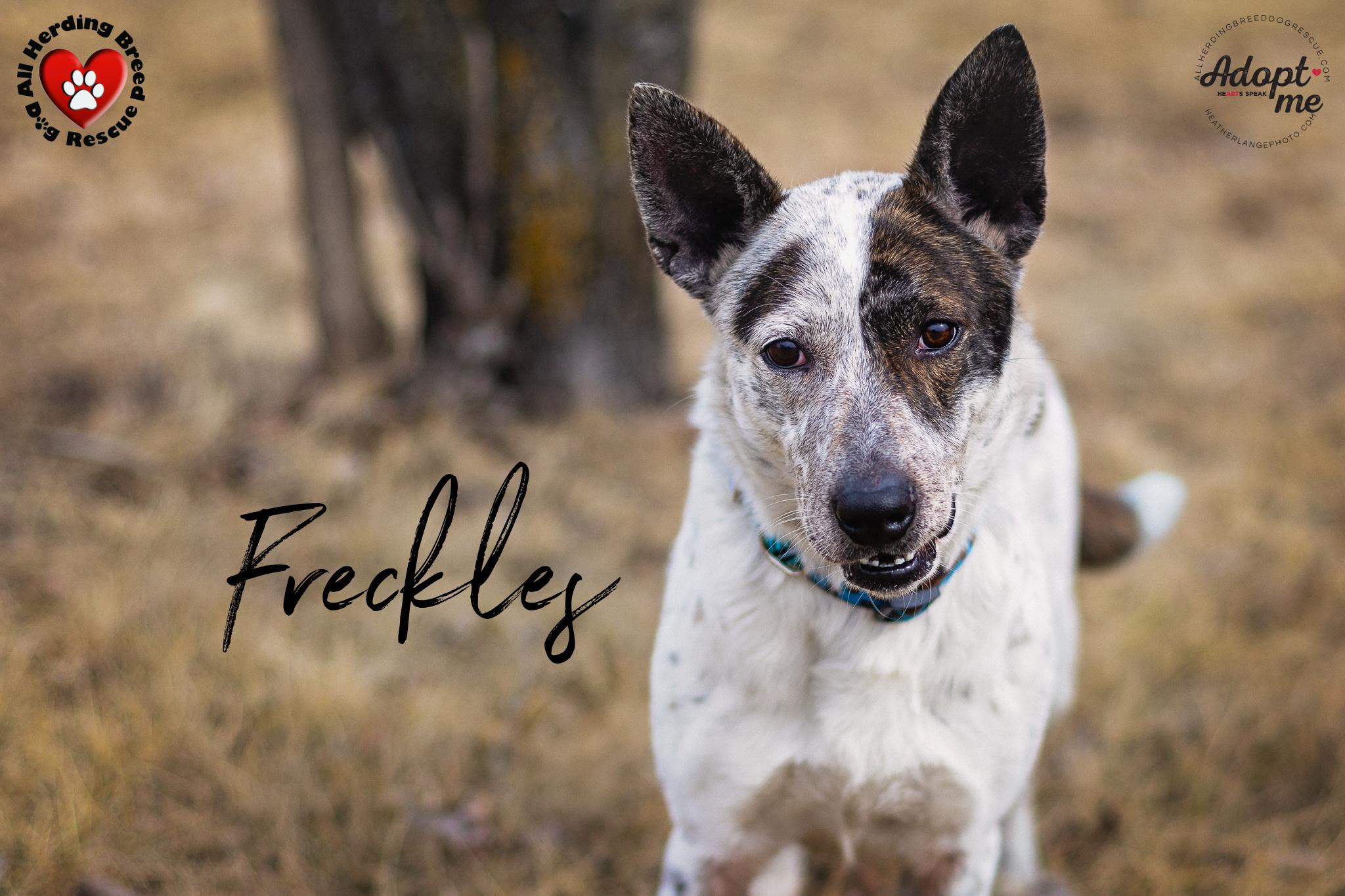 Freckles, Young Female unknown