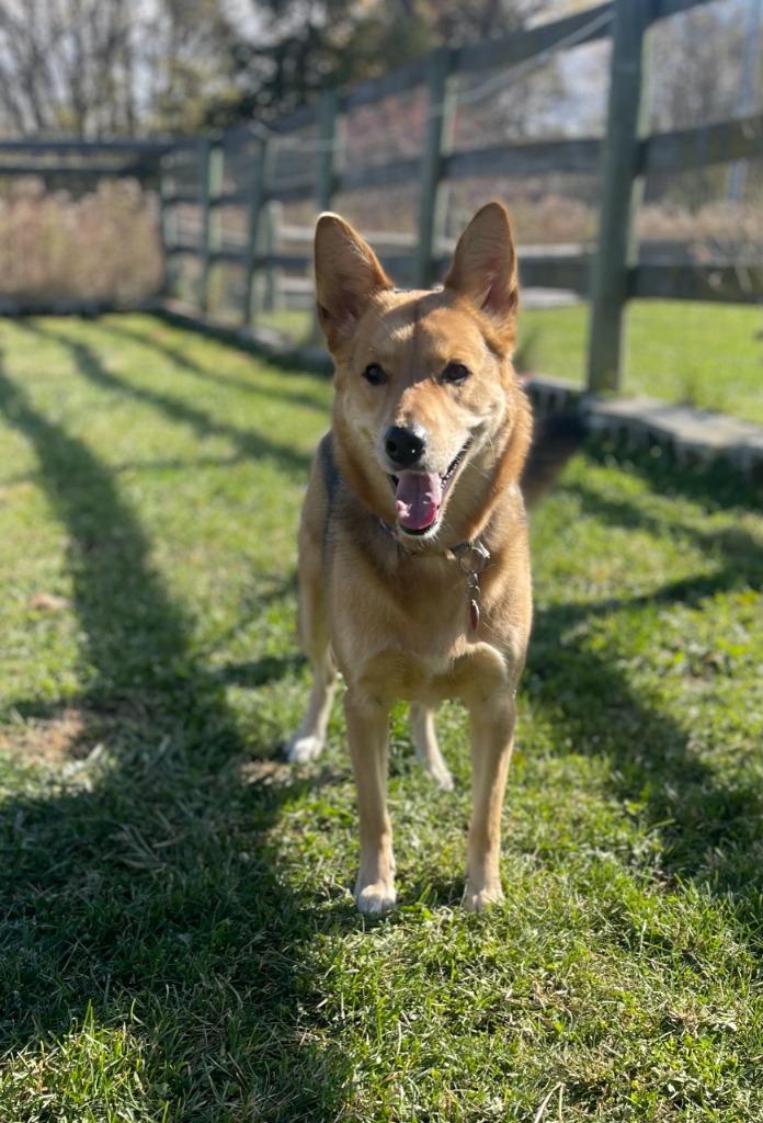 Nova, Adoptable, Adult Female Collie & Shepherd.