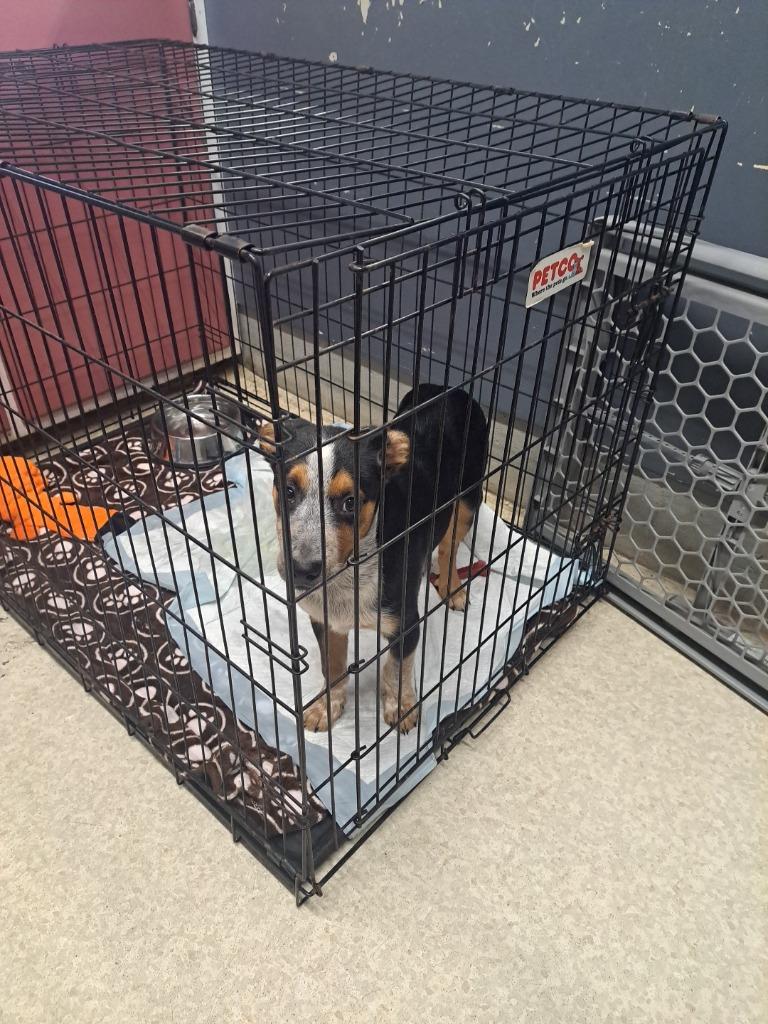 Valentino, Adopted, Young Male Cattle Dog.