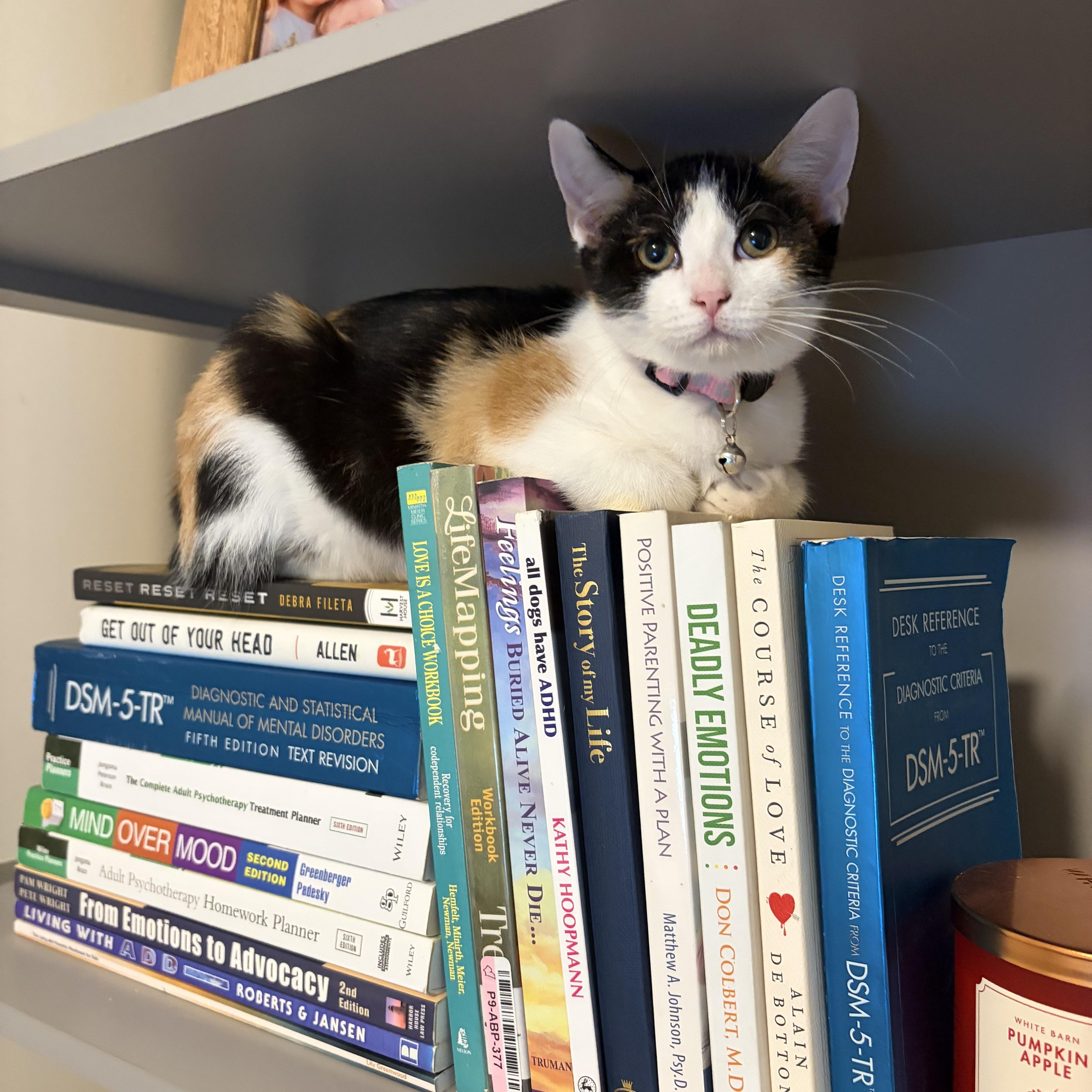 Enlarge Matilda, a Adoptable Domestic Short Hair in Fayetteville, NC image 4/6