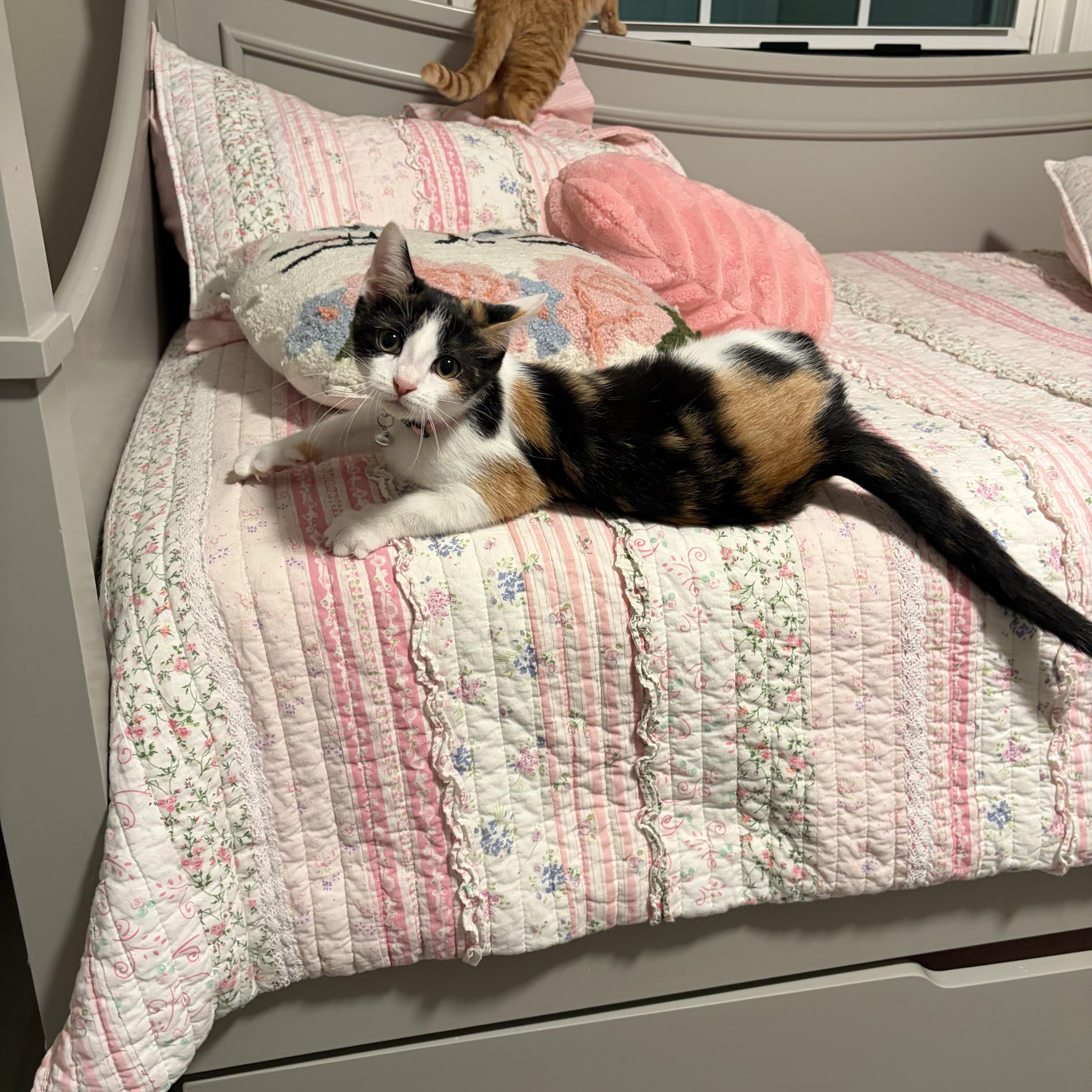 Enlarge Matilda, a Adoptable Domestic Short Hair in Fayetteville, NC image 5/6