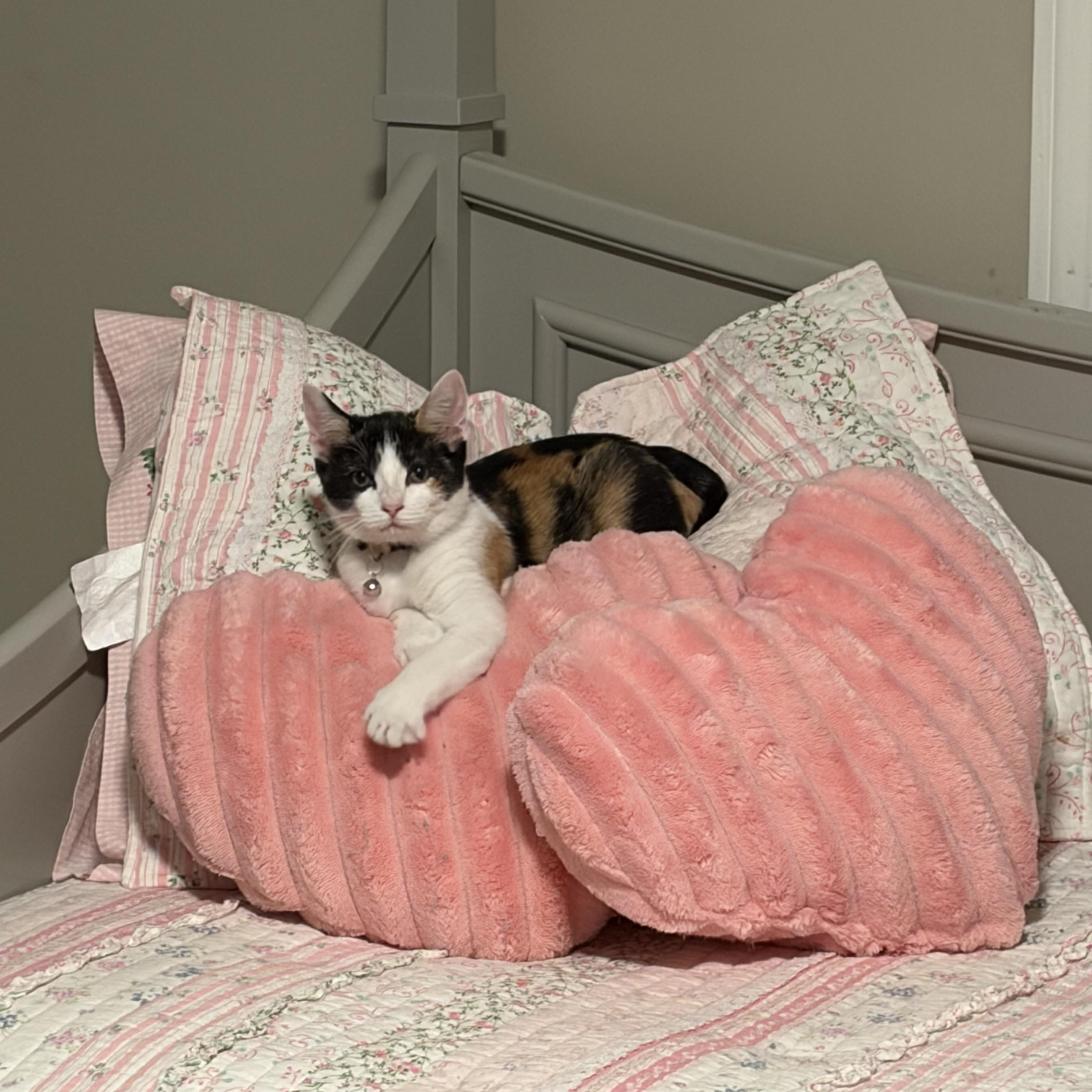 Enlarge Matilda, a Adoptable Domestic Short Hair in Fayetteville, NC image 3/6
