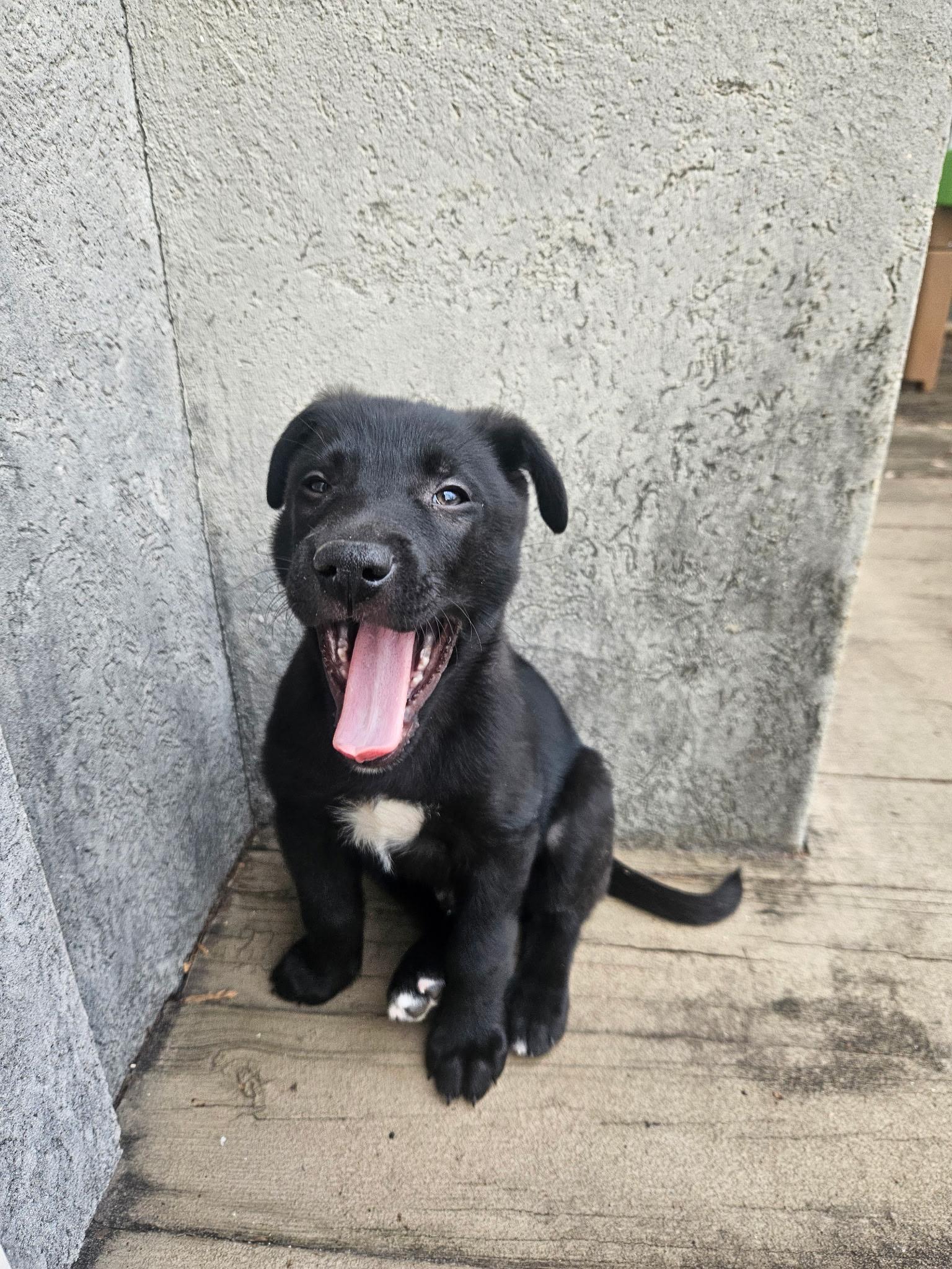Enlarge Chase, an adopted mixed breed in Concord, NC image 1/1