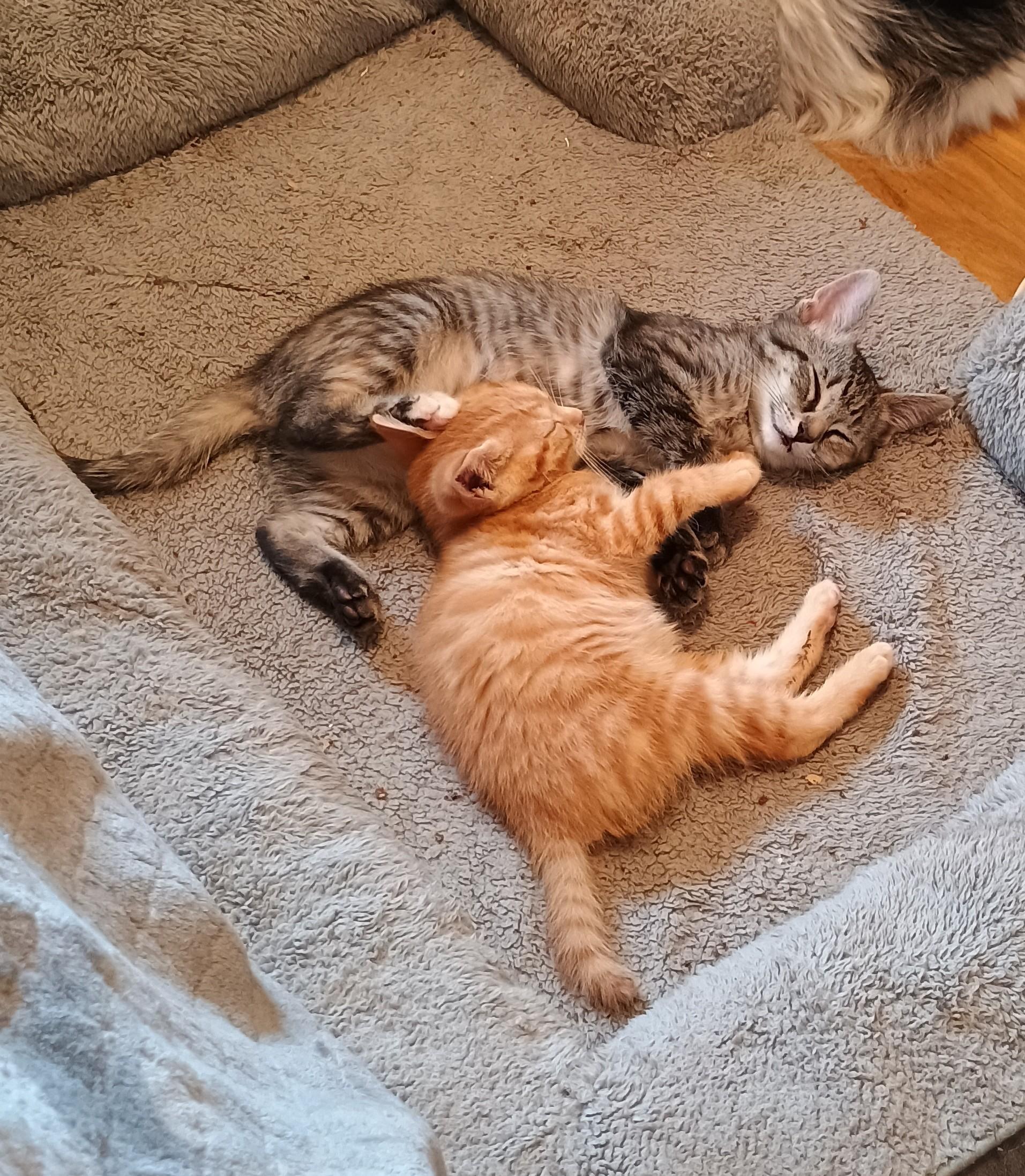 Saffron - super playful