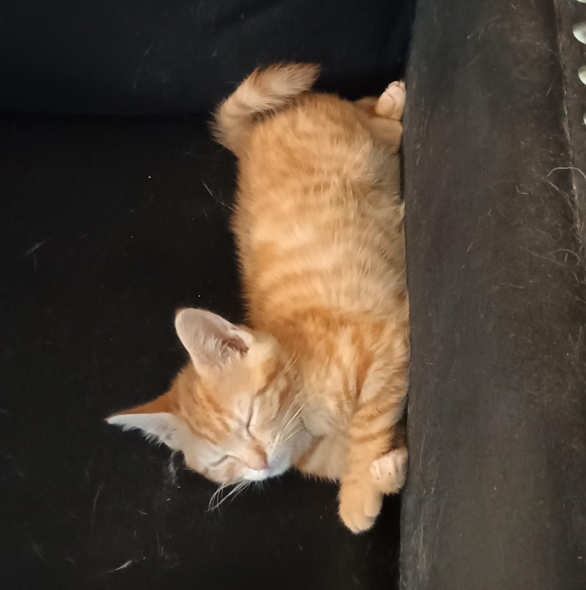 Saffron - super playful