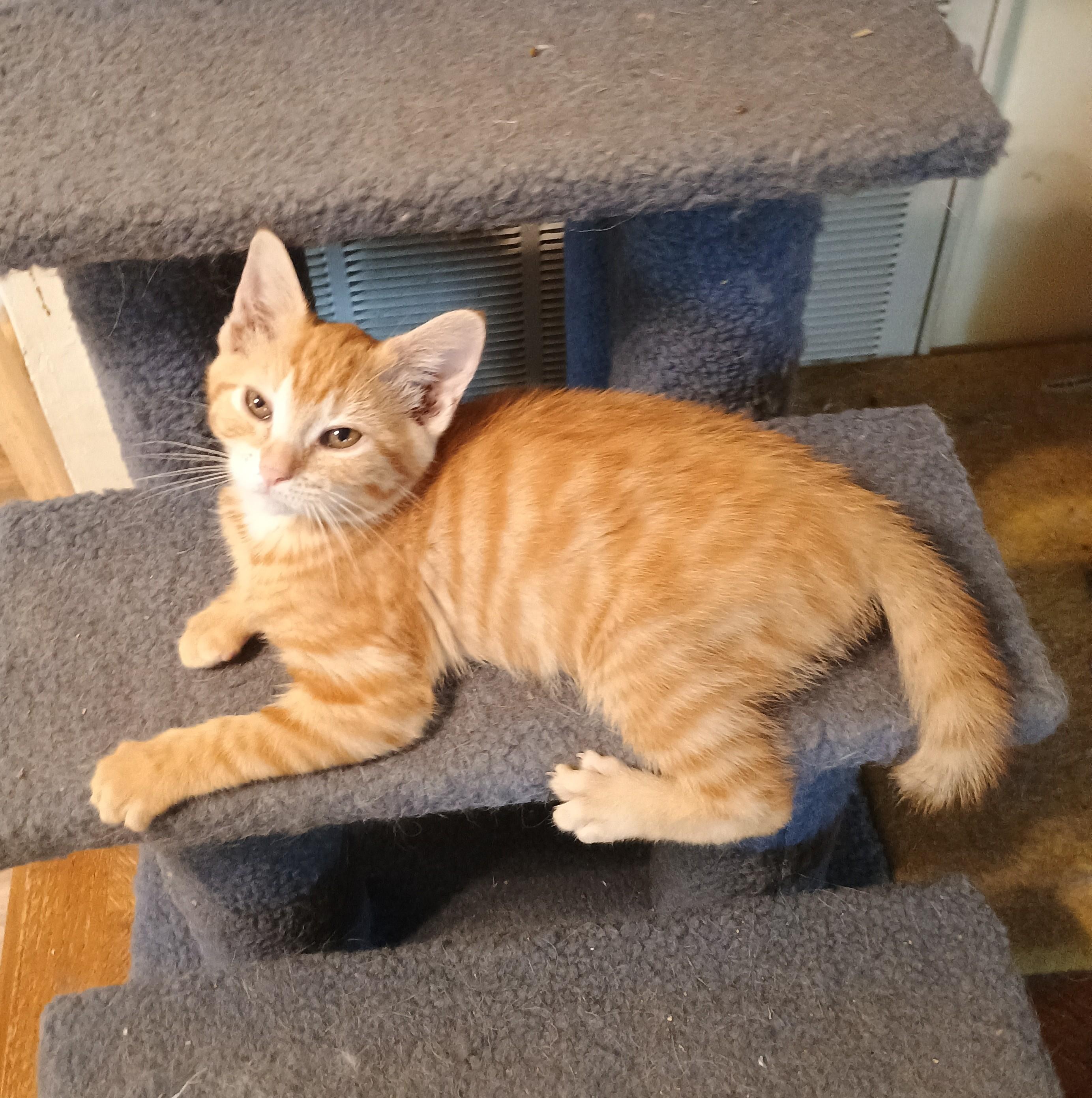 Saffron - super playful