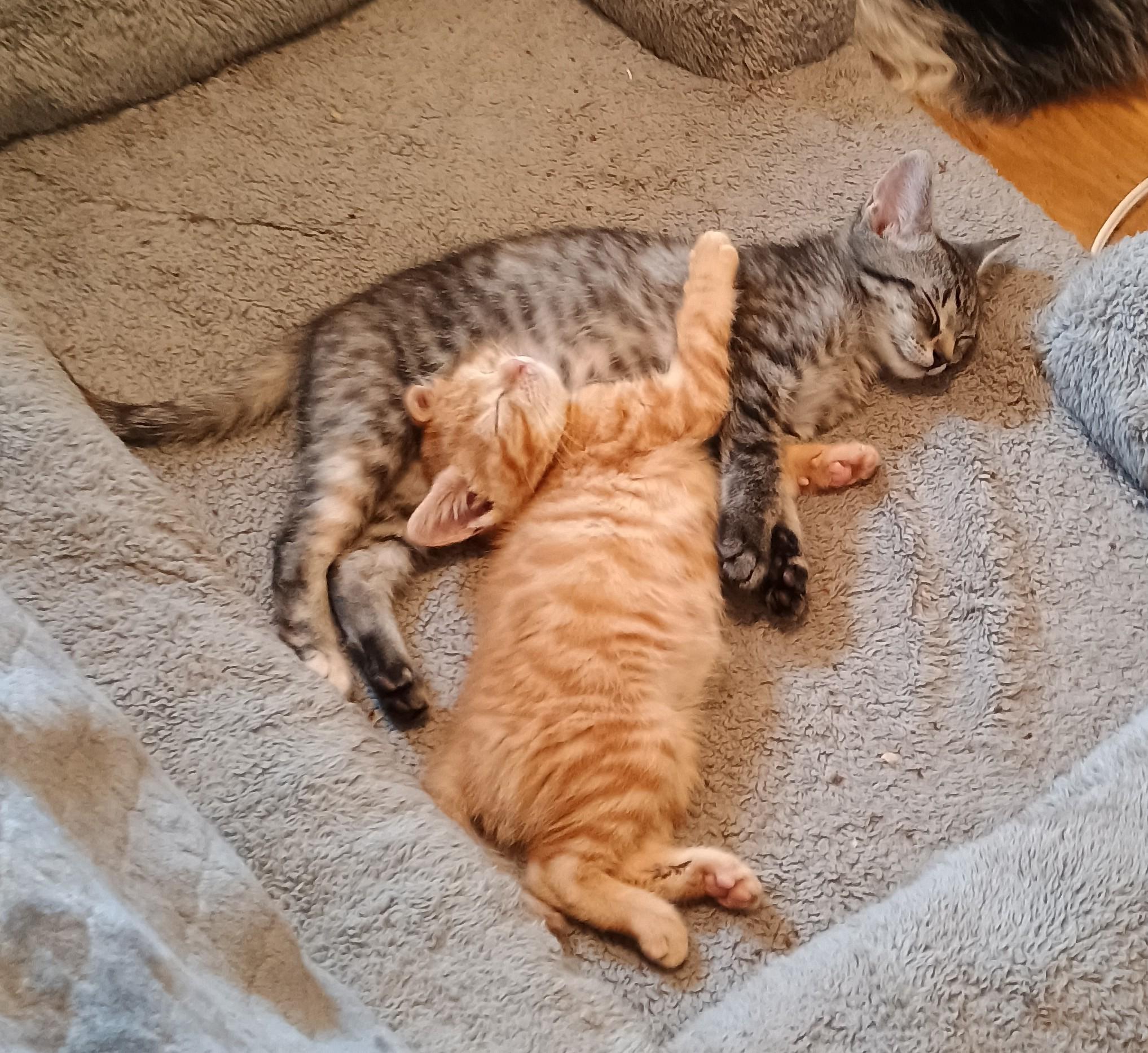Saffron - super playful