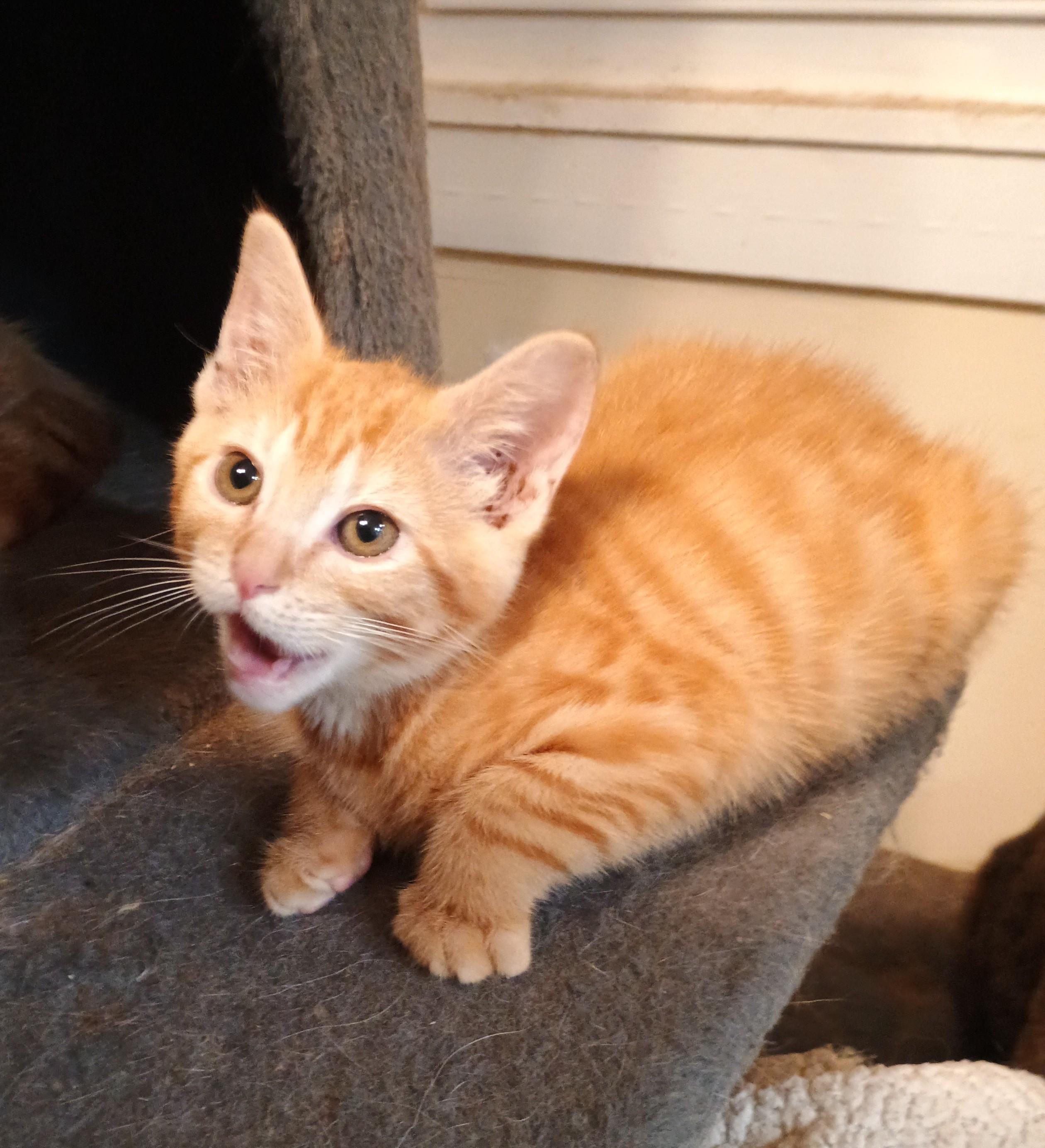 Saffron - super playful