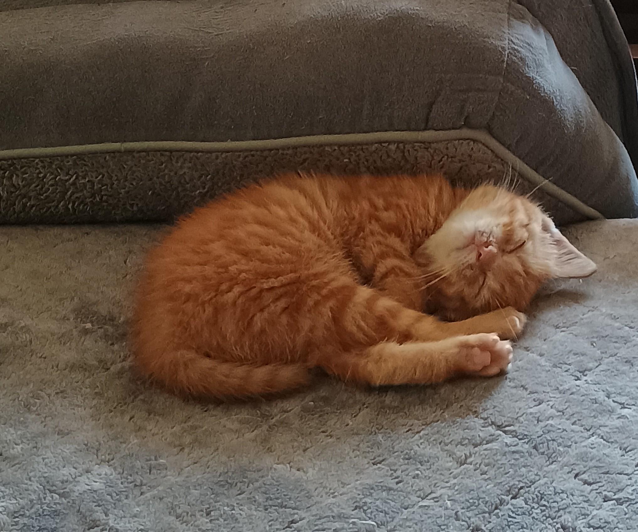 Saffron - super playful
