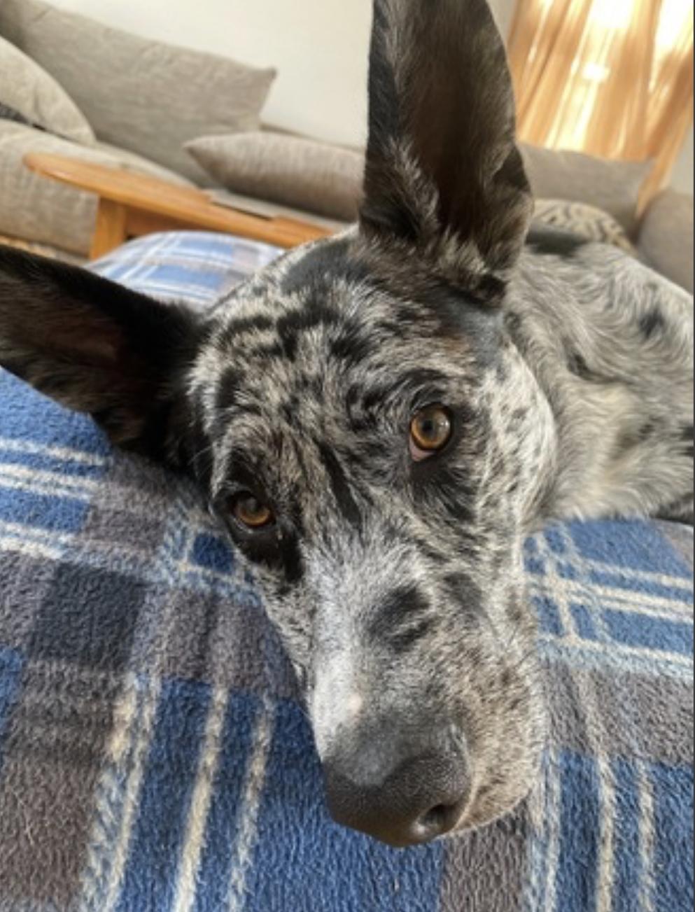 Jasper — thumbnail 3