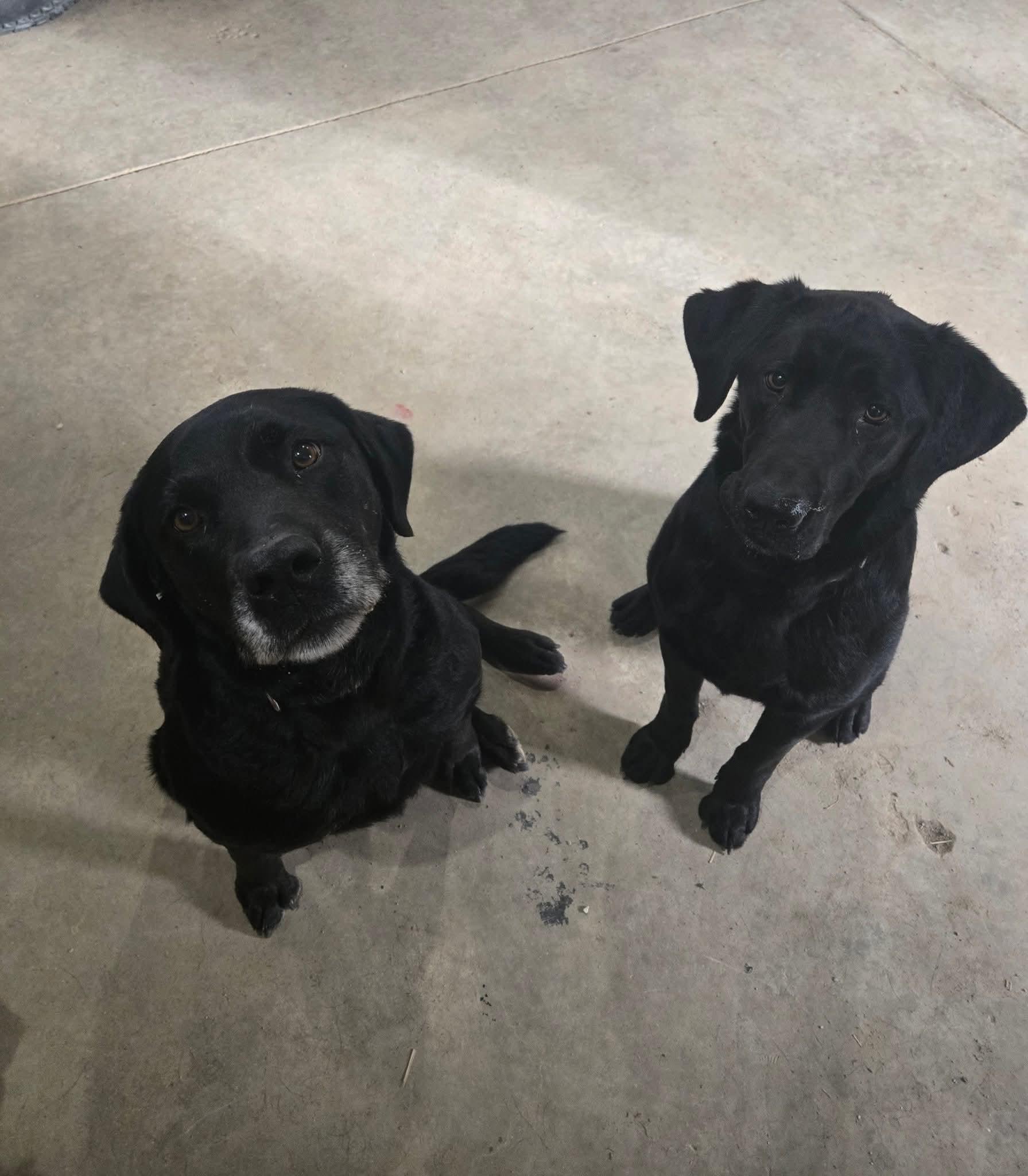 Maggie & Molly, an adopted Black Labrador Retriever in Lucknow, ON image 1/4