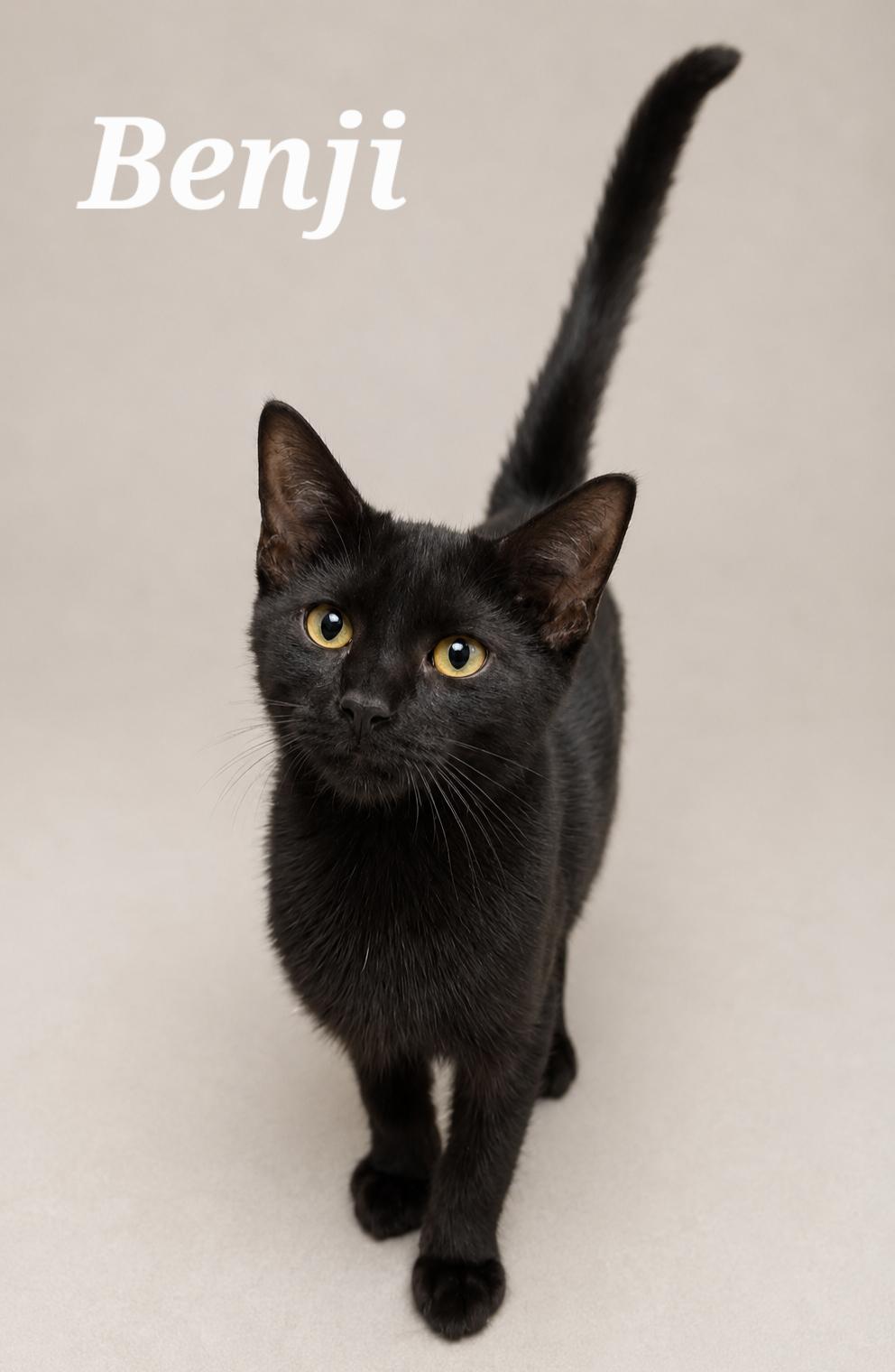 Benji, ADOPTABLE, Kitten Male Domestic Short Hair.
