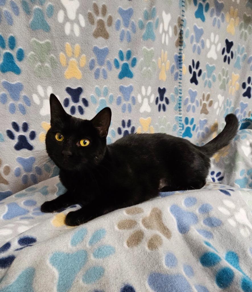 Darla, a Adoptable mixed breed in Wabash, IN image 2/2