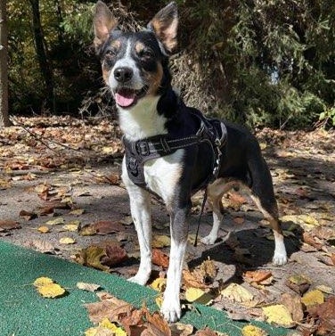 Bear, ADOPTABLE, Adult Male Rat Terrier.