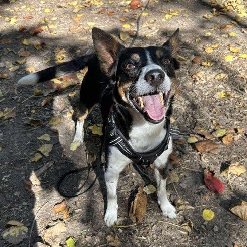 Enlarge Bear, a ADOPTABLE mixed breed in Benton Harbor, MI image 4/4