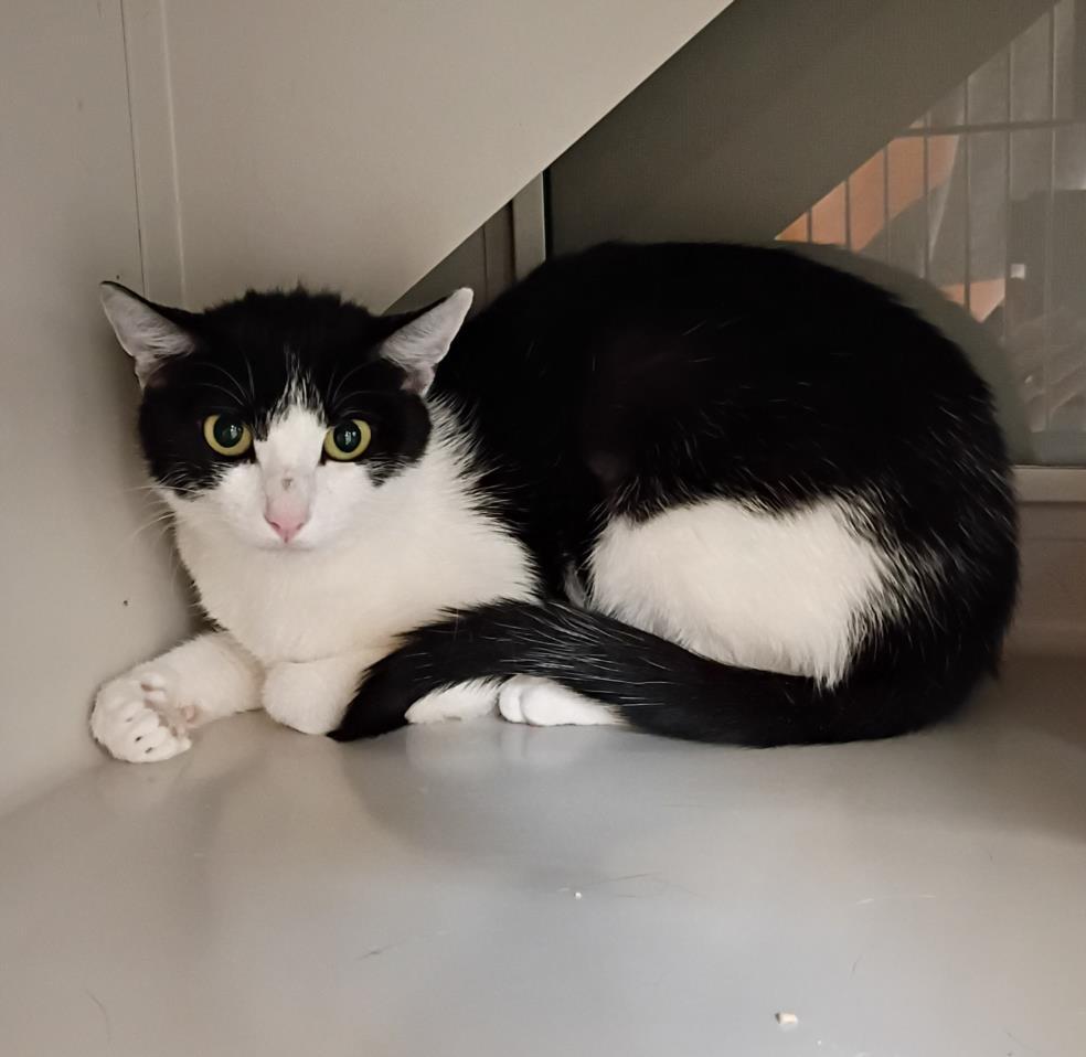 O'RILEYS, Adoptable, Adult Female Domestic Short Hair.