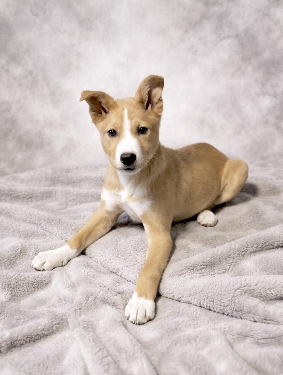 Enlarge Bingo, an adopted mixed breed in Chestertown, MD image 1/6