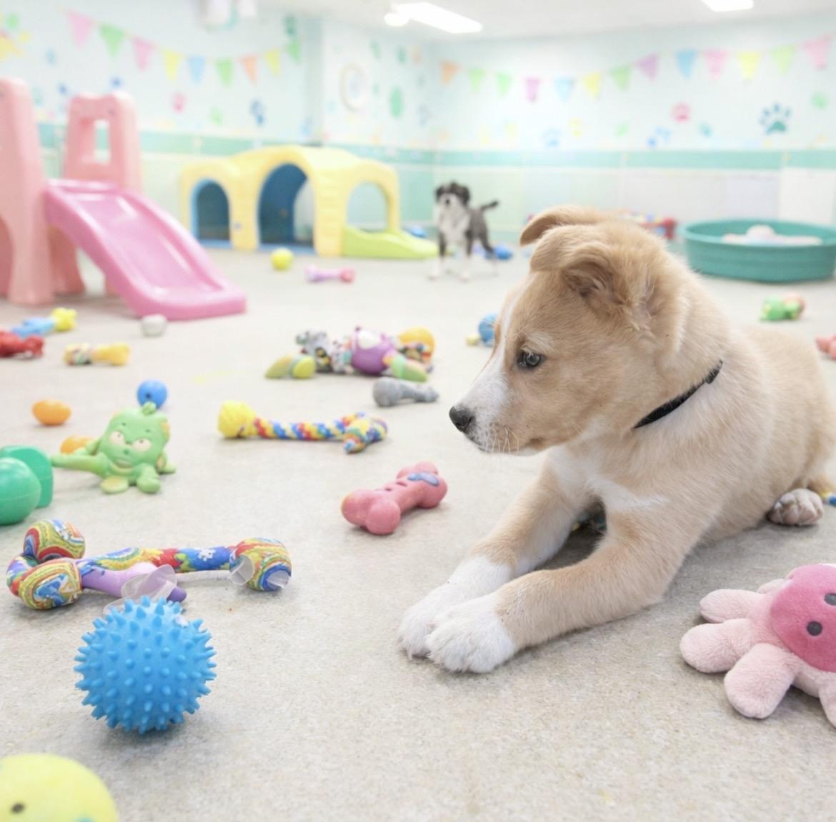 Enlarge Bingo, an adopted mixed breed in Chestertown, MD image 2/6