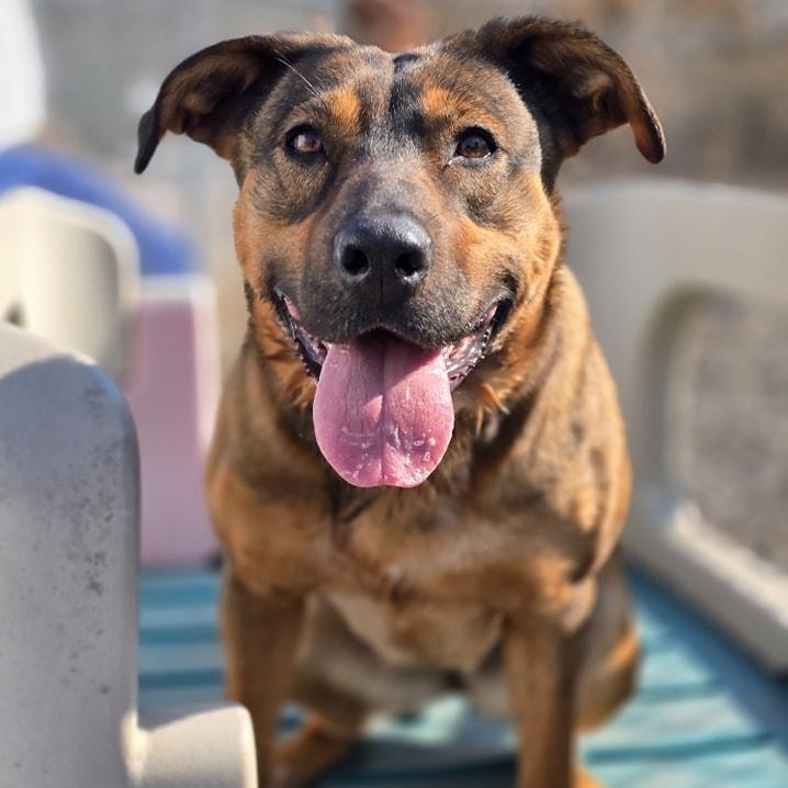 Shakira, a Adoptable Mixed Breed in Effingham, IL image 3/5