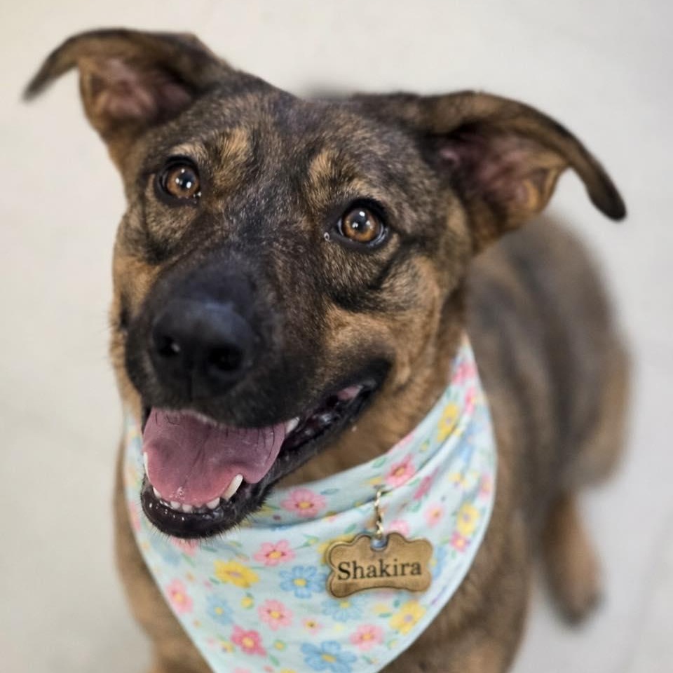 Enlarge Shakira, a Adoptable Mixed Breed in Effingham, IL image 2/6