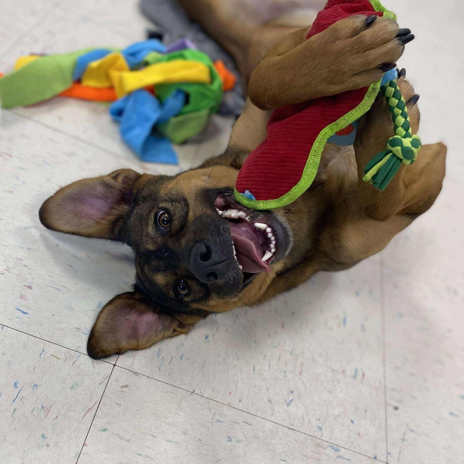 Shakira, a Adoptable Mixed Breed in Effingham, IL image 5/5