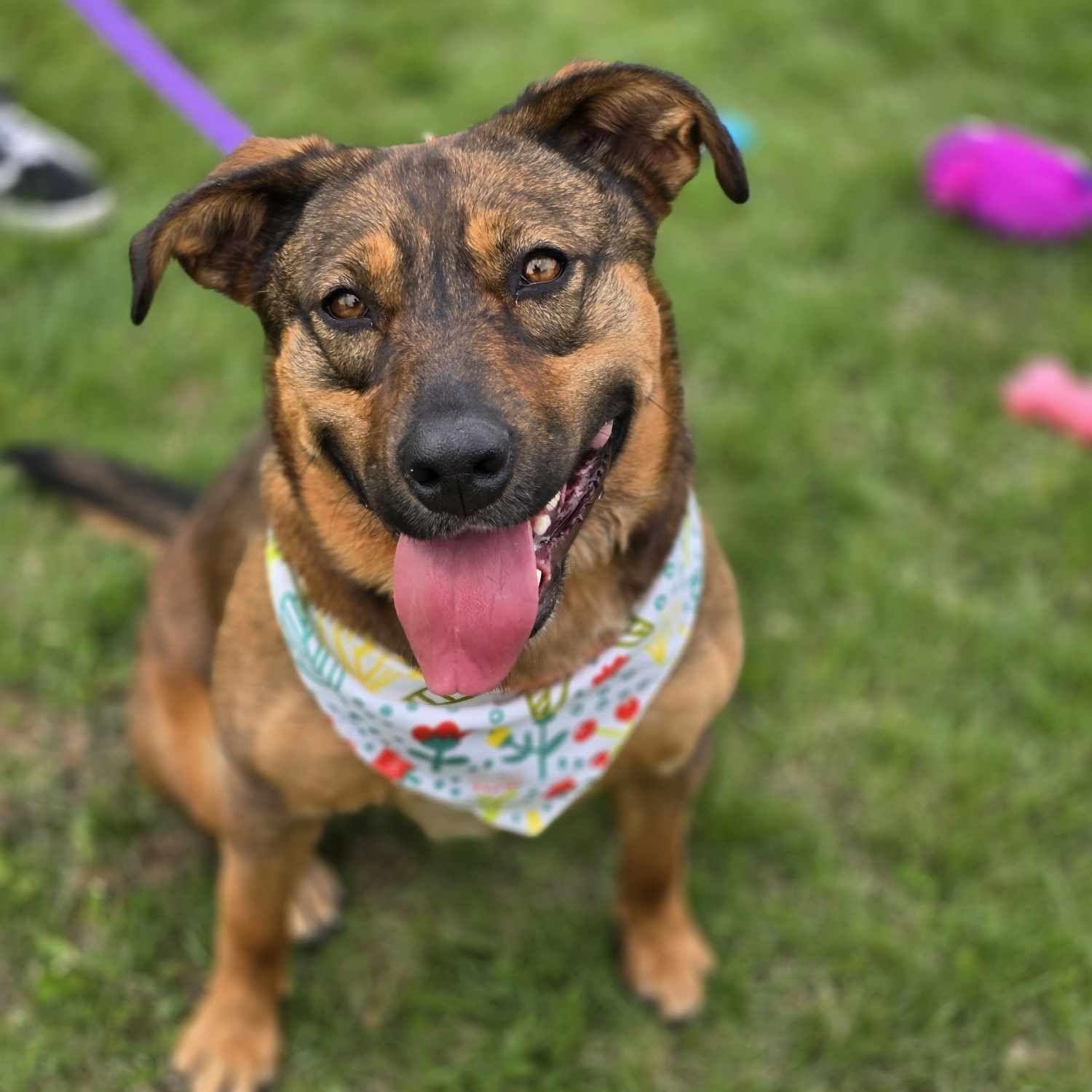 Shakira, a Adoptable Mixed Breed in Effingham, IL image 4/5