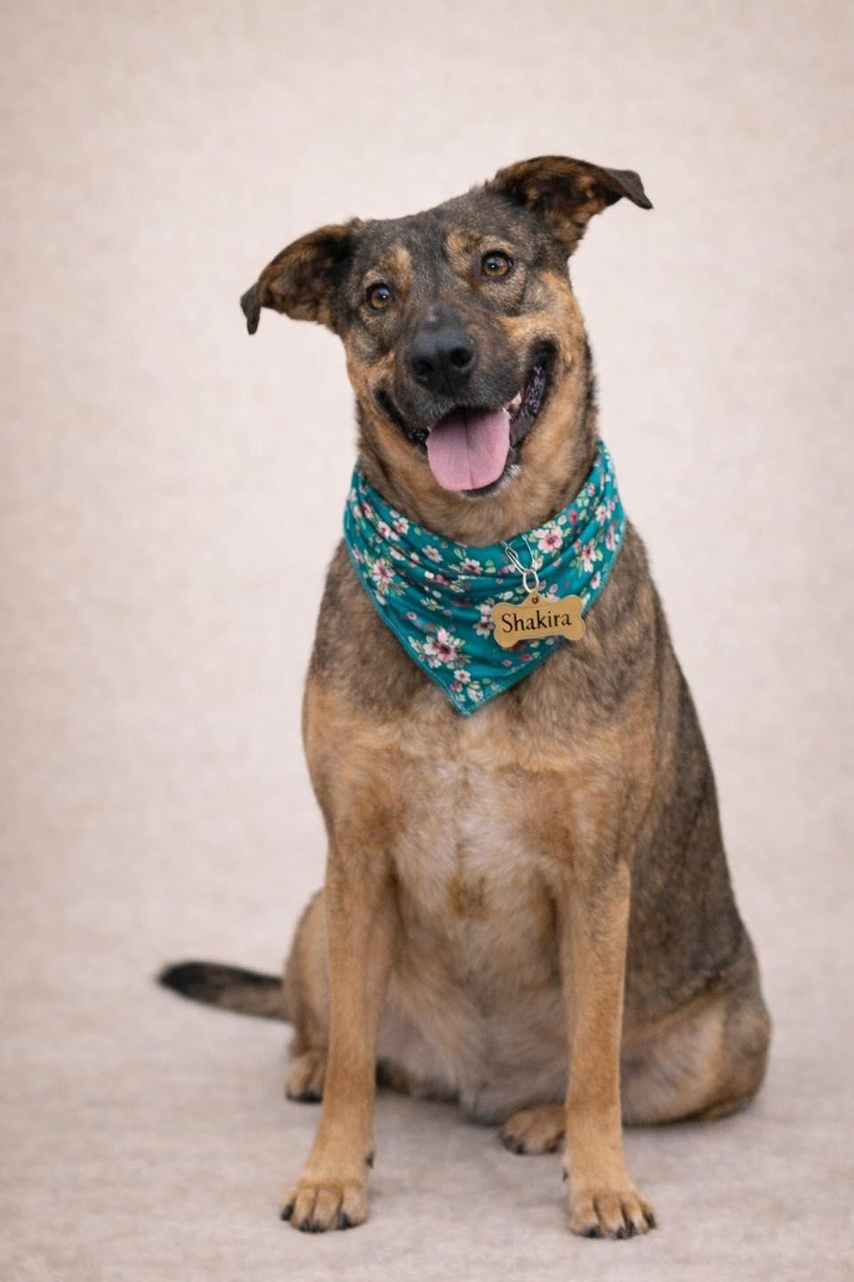 Enlarge Shakira, a Adoptable Mixed Breed in Effingham, IL image 5/6