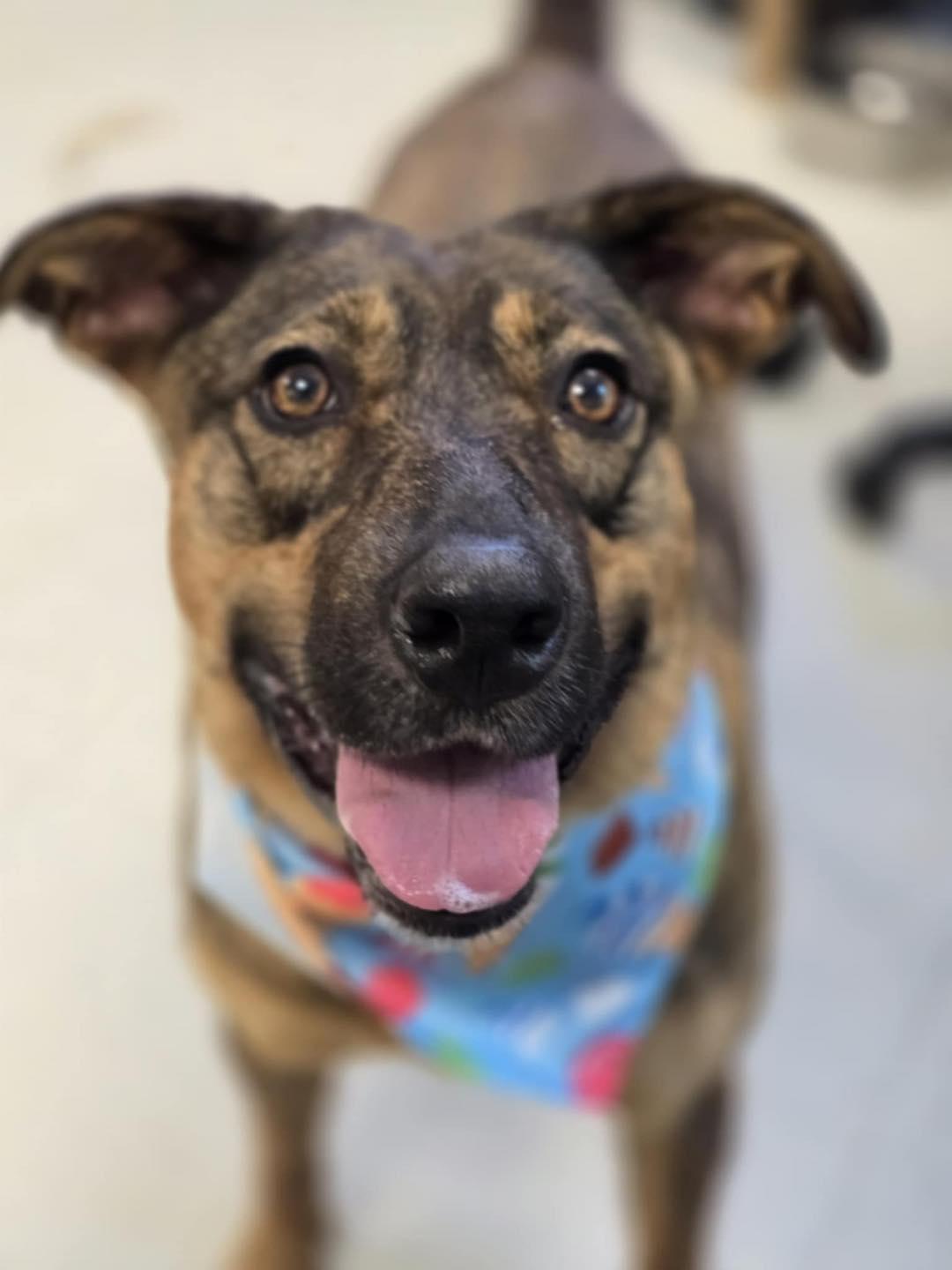 Shakira, Adoptable, Adult Female Mixed Breed.