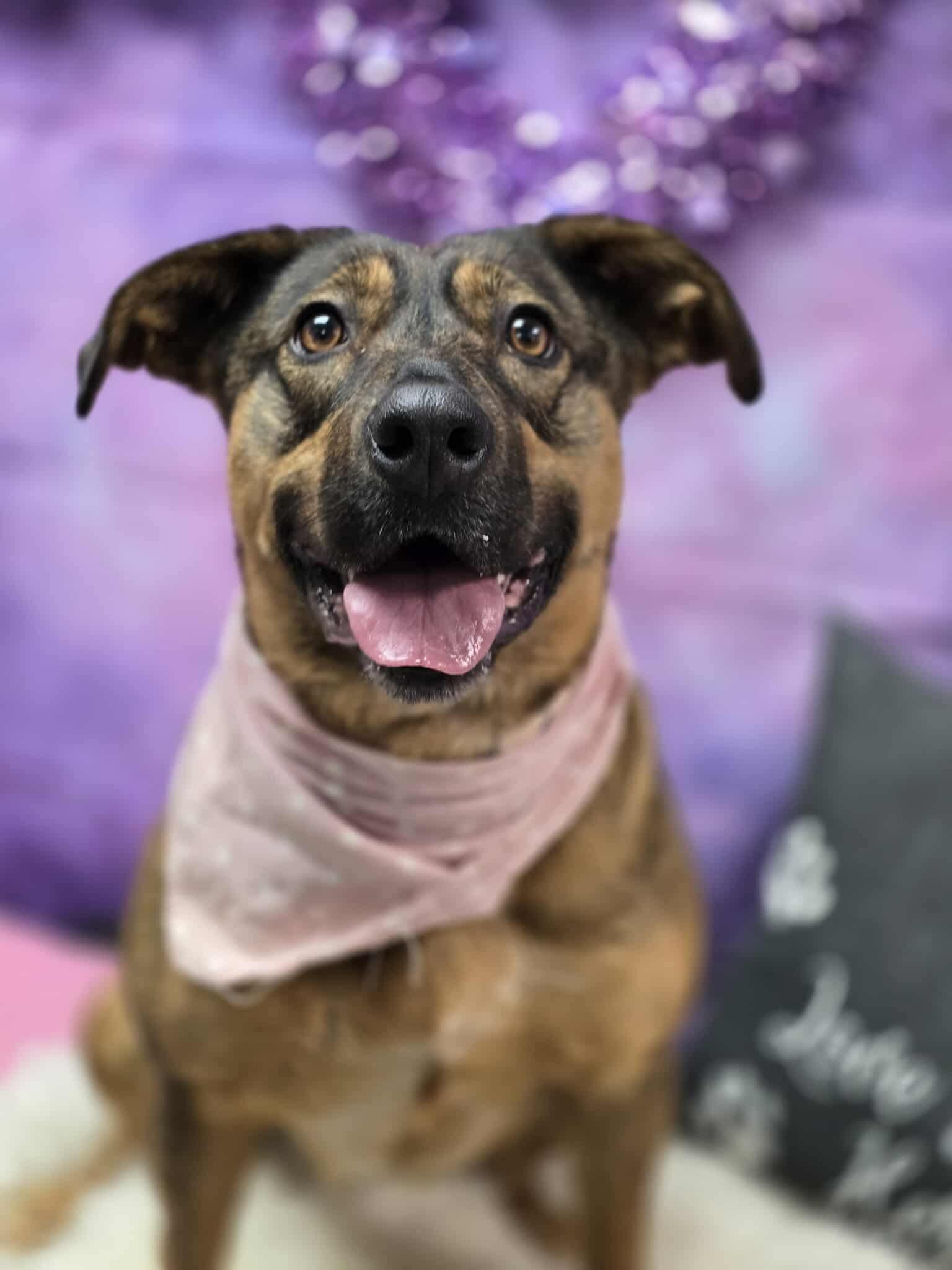 Enlarge Shakira, a Adoptable Mixed Breed in Effingham, IL image 1/6