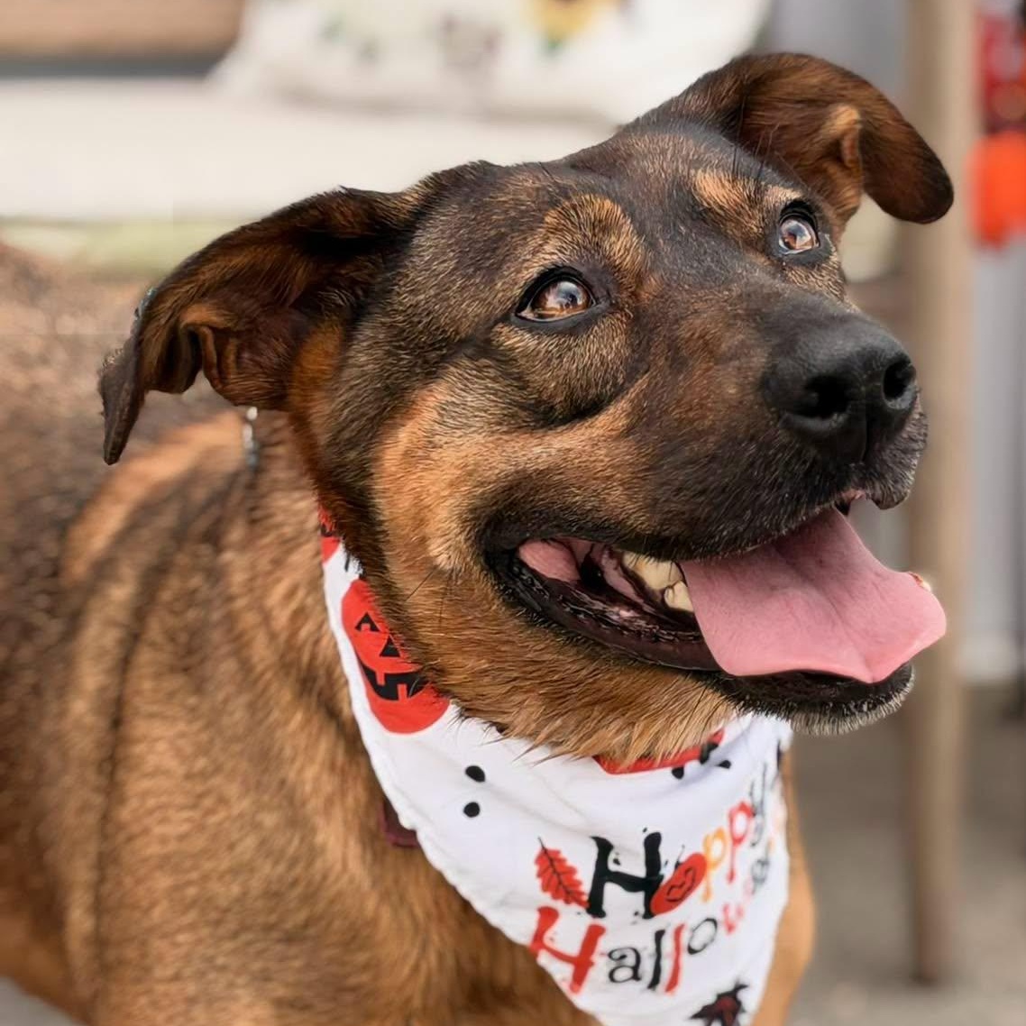 Enlarge Shakira, a Adoptable Mixed Breed in Effingham, IL image 2/6