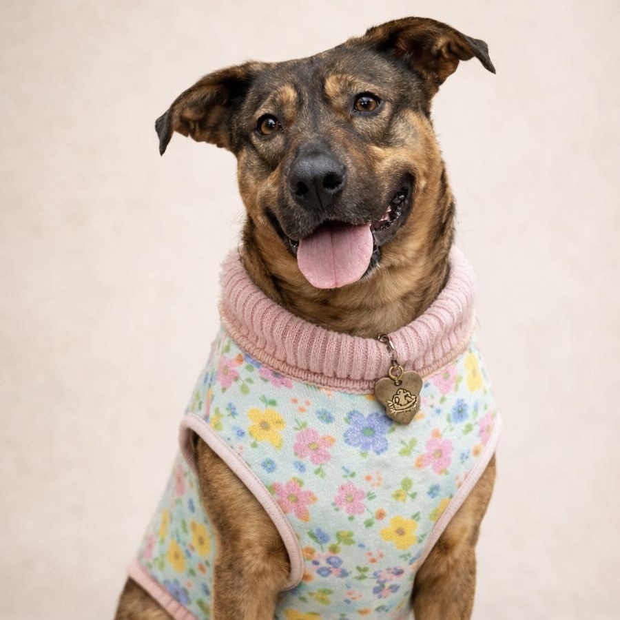 Enlarge Shakira, a Adoptable Mixed Breed in Effingham, IL image 4/6