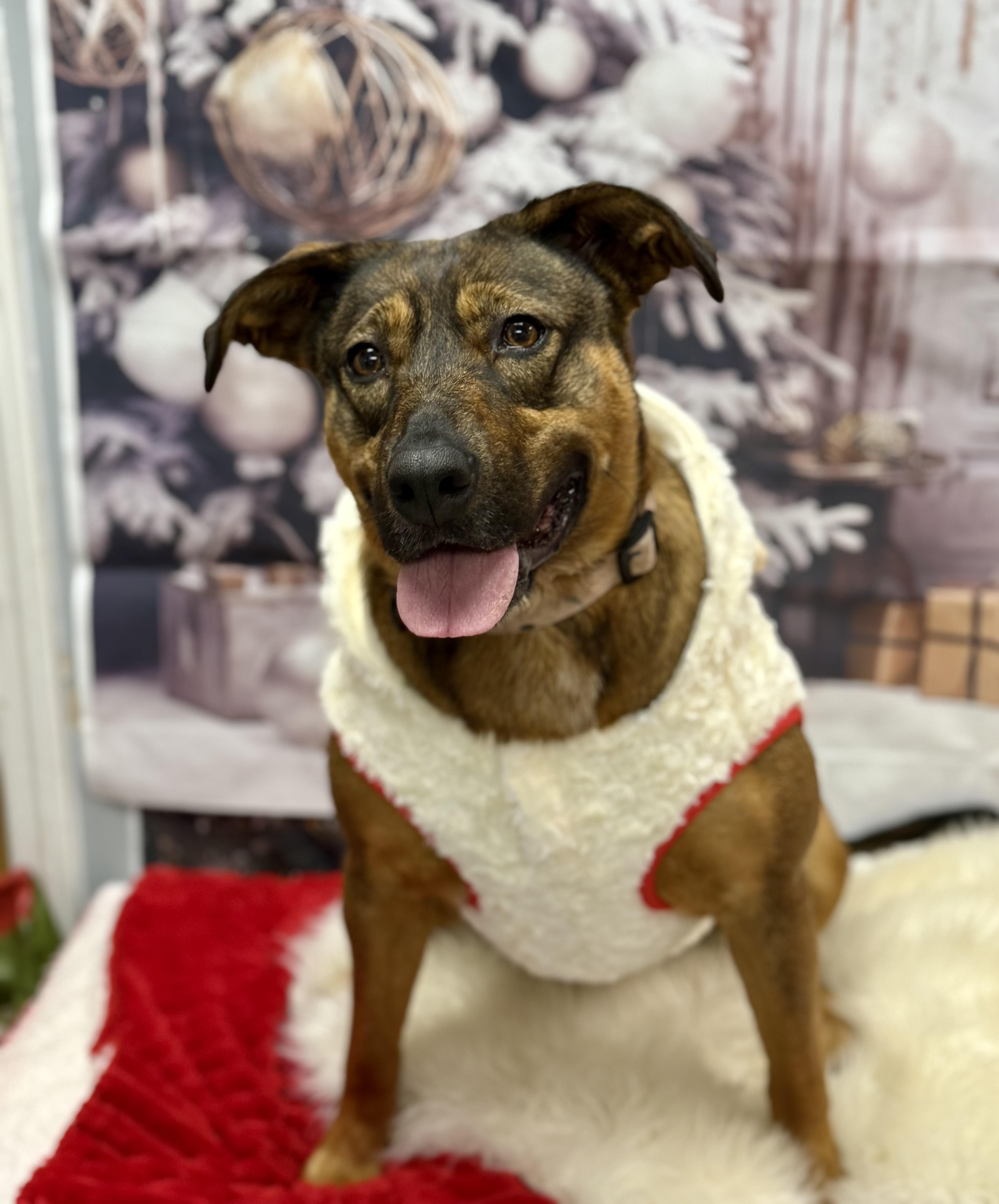 Enlarge Shakira, a Adoptable Mixed Breed in Effingham, IL image 6/6