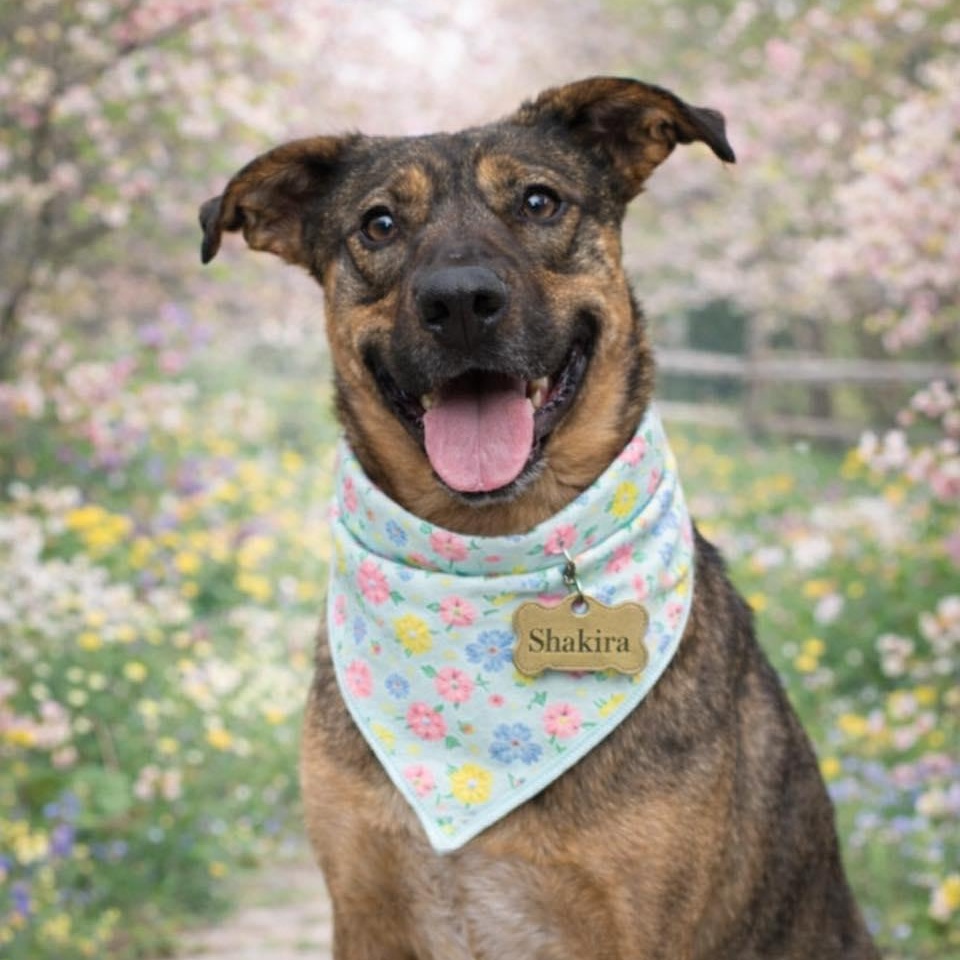 Enlarge Shakira, a Adoptable Mixed Breed in Effingham, IL image 1/6