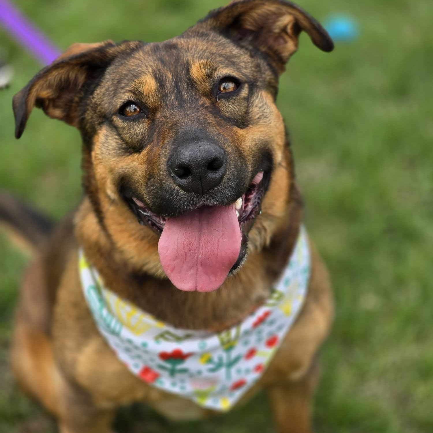 Shakira, a Adoptable Mixed Breed in Effingham, IL image 2/5