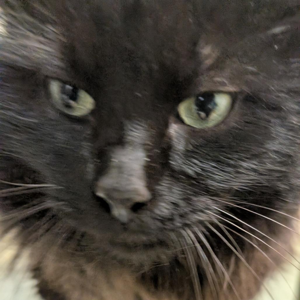 Pumpernickel, Adoptable, Adult Male Domestic Medium Hair.