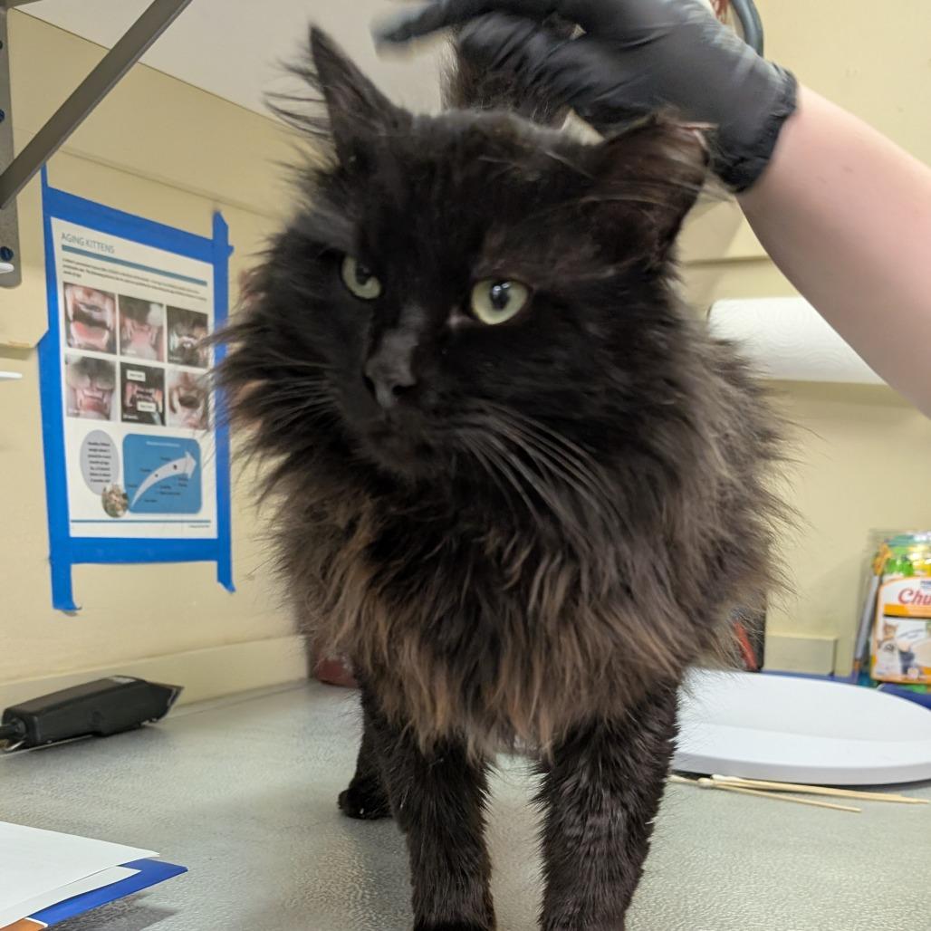 Enlarge Pumpernickel, a Adoptable Domestic Medium Hair in Spokane, WA image 2/3