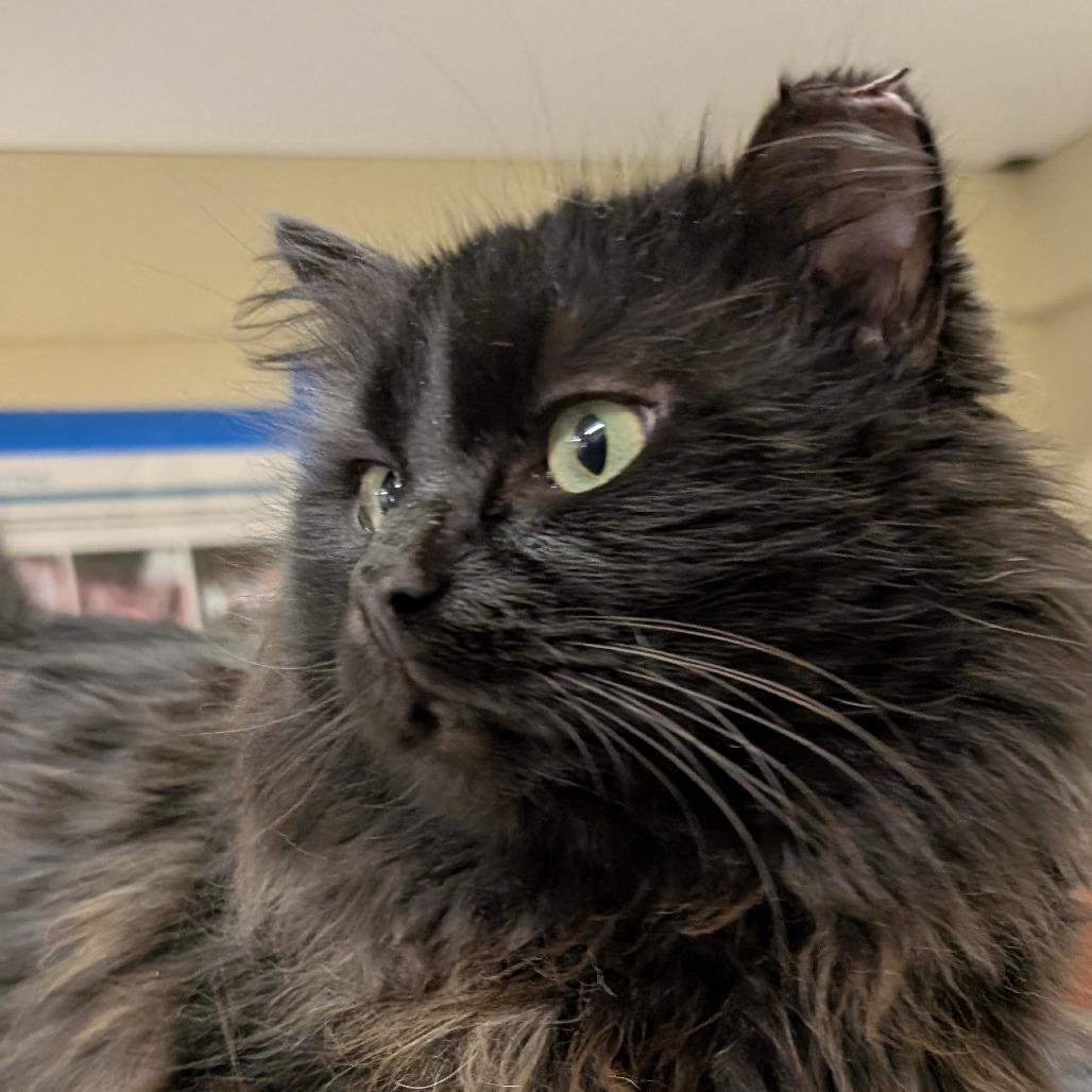 Enlarge Pumpernickel, a Adoptable Domestic Medium Hair in Spokane, WA image 3/3