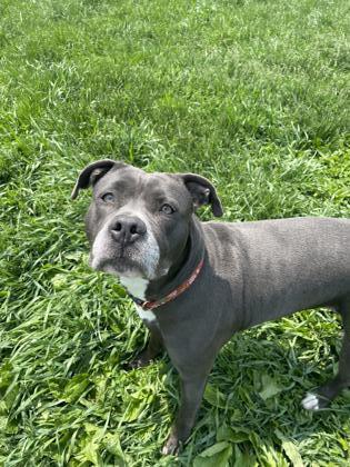 Serenity, a Adoptable mixed breed in St. Anne, IL image 2/2