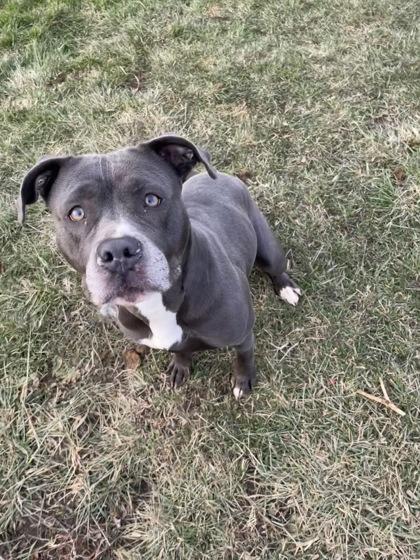 Enlarge Serenity, a Adoptable mixed breed in St. Anne, IL image 2/2