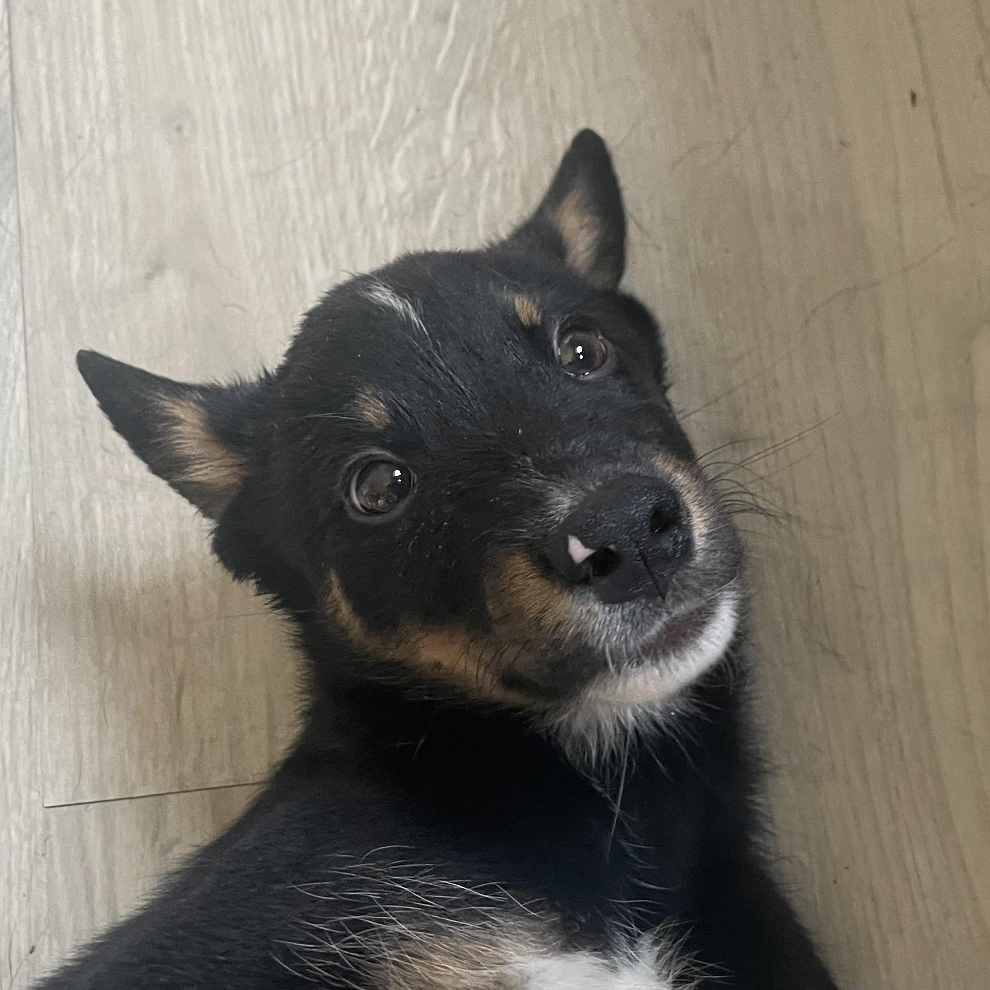 Buckwheat, a Adoptable mixed breed in wenatchee, WA image 5/6