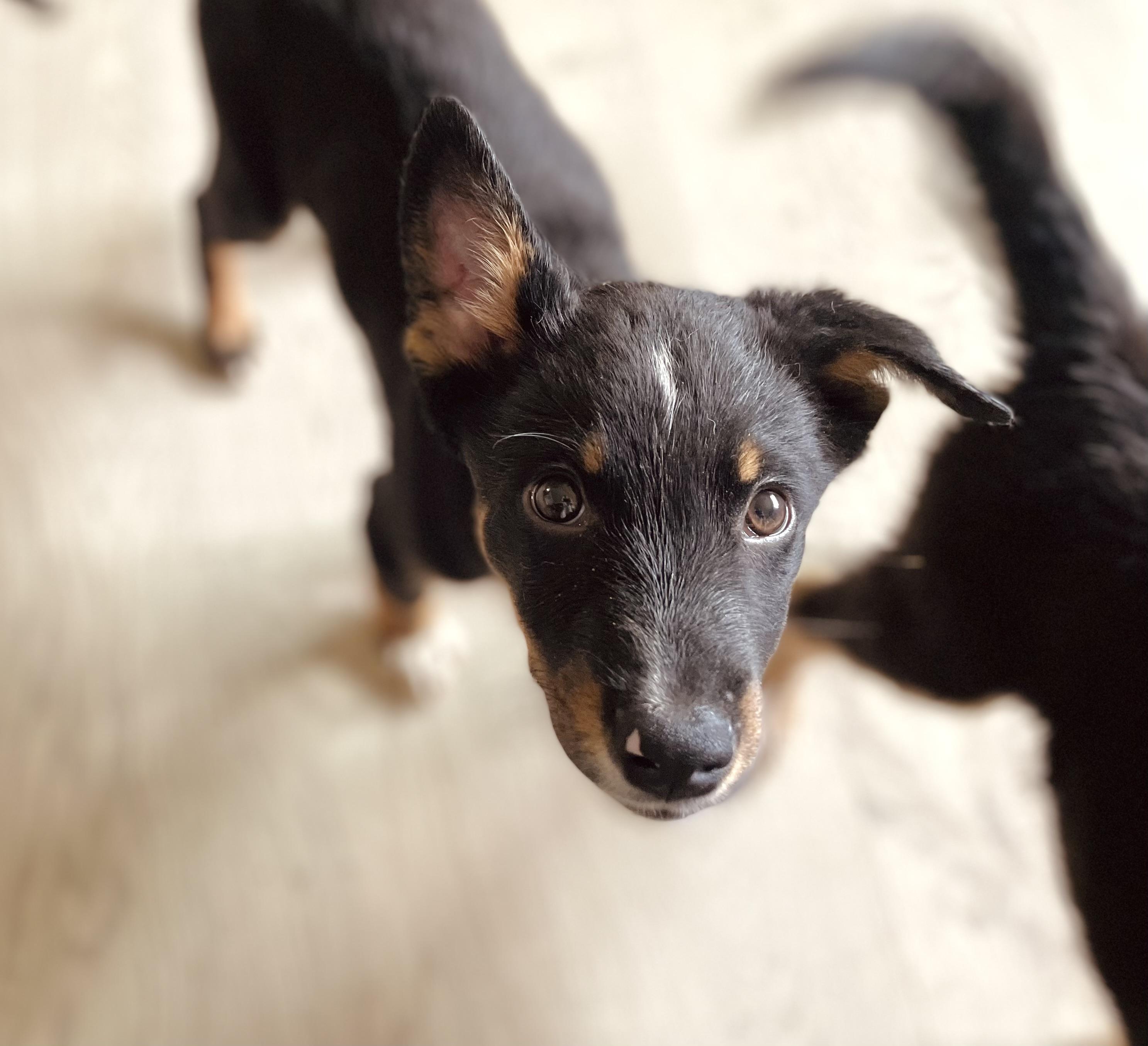 Buckwheat, a Adoptable mixed breed in wenatchee, WA image 4/6